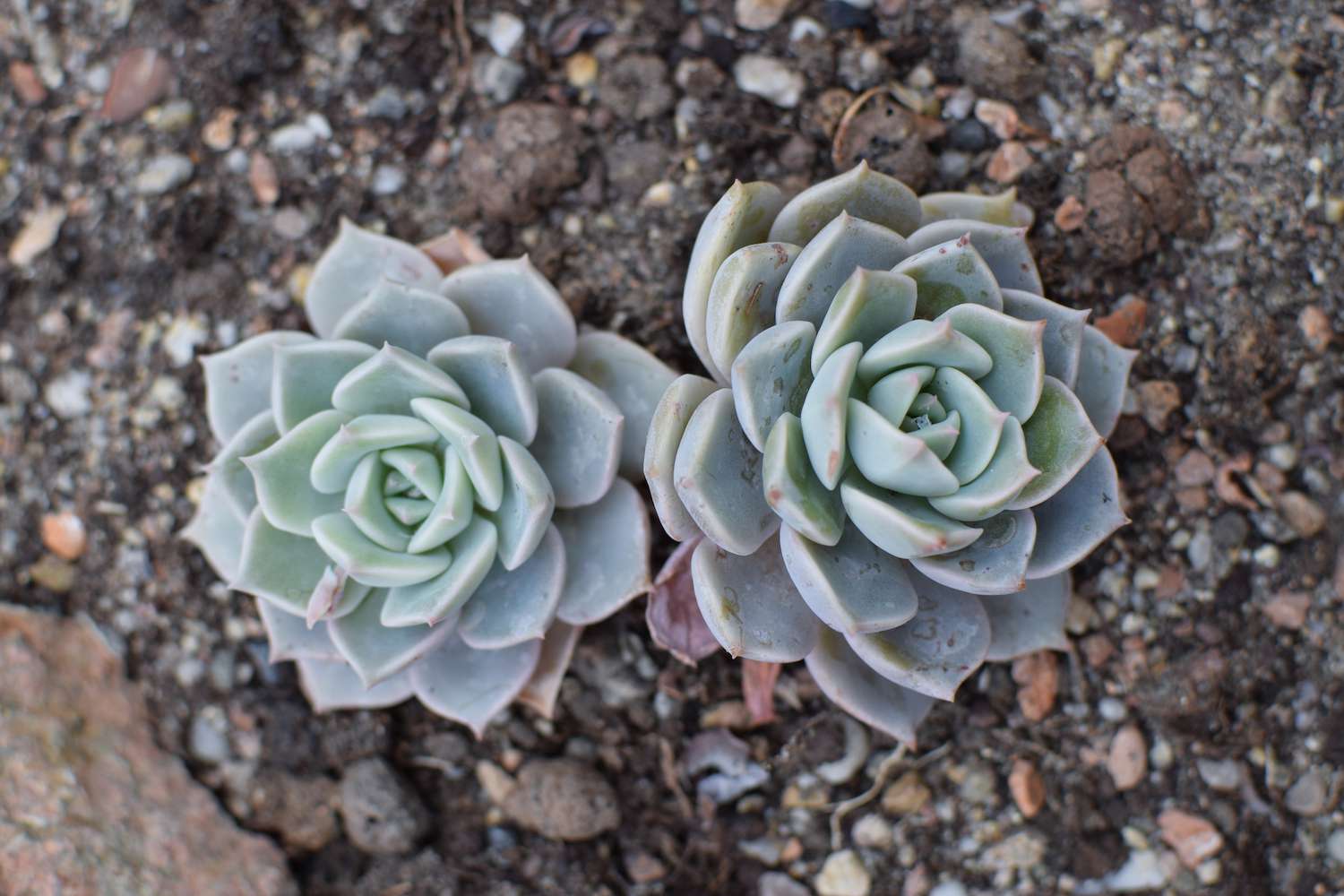 graptoveria side by side