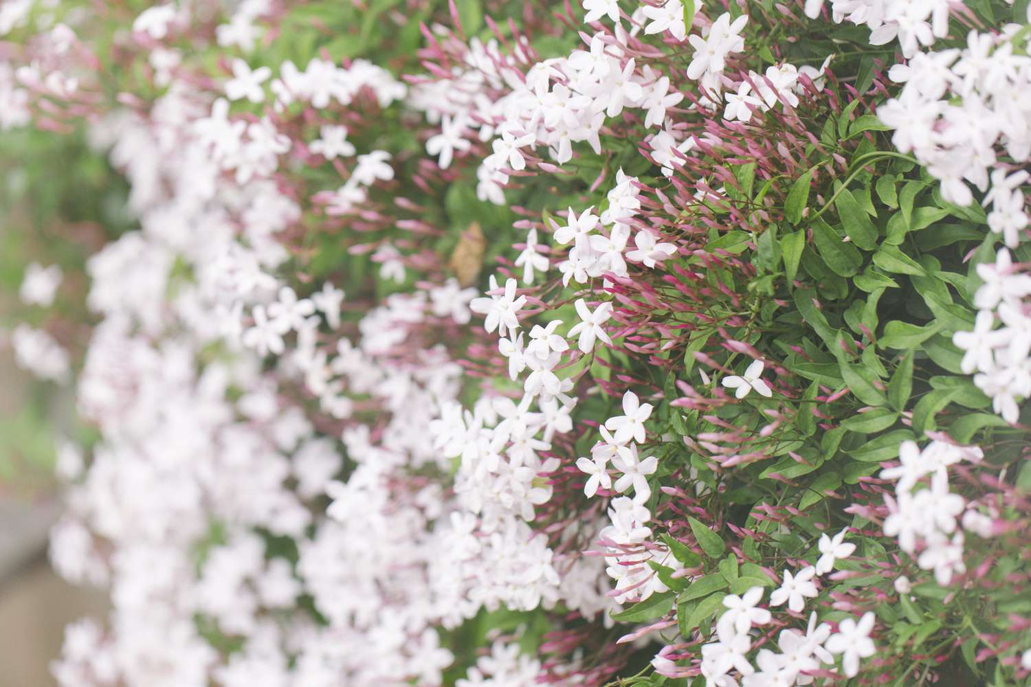 Jasmim rosa florescendo na primavera