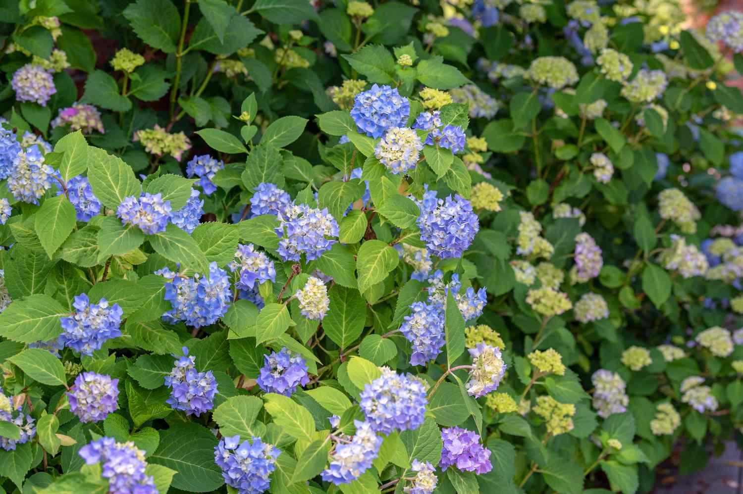 Arbusto de hortênsia com grandes cachos de flores azuis e amarelas cercados por folhas grandes