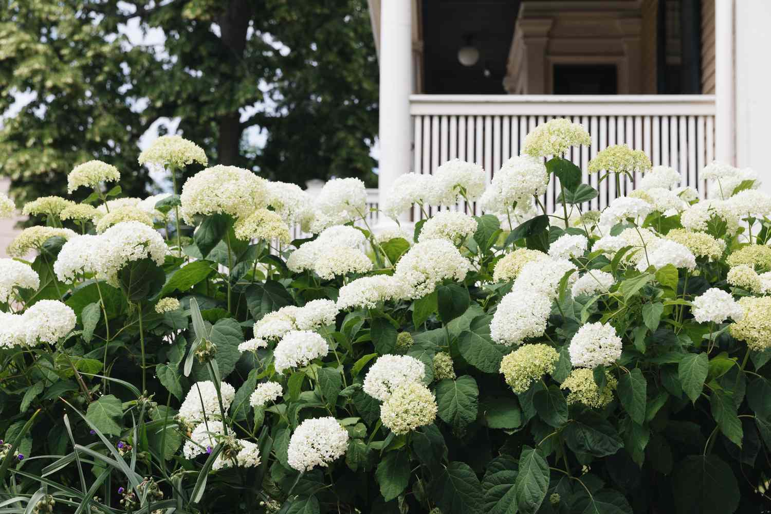 incrediball hydrangeas used in landscaping