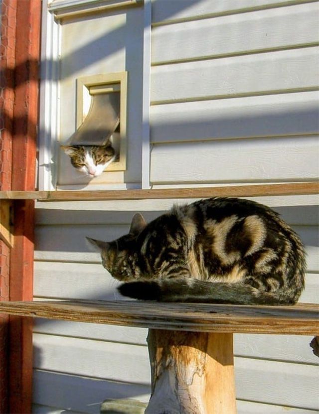 Dos gatos jugando en un catio