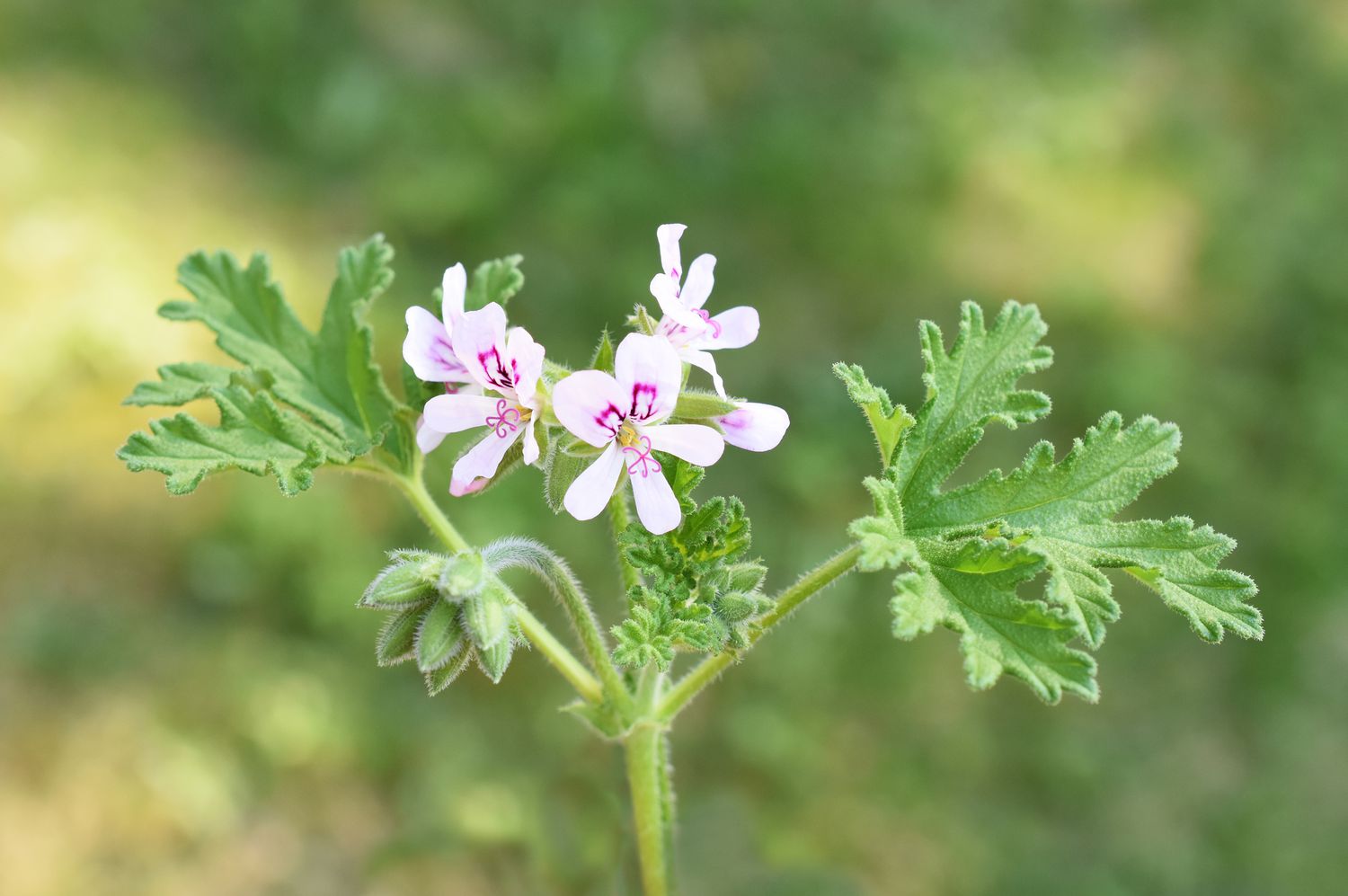 Lemon-scented geranium (Pelargonium crispum)