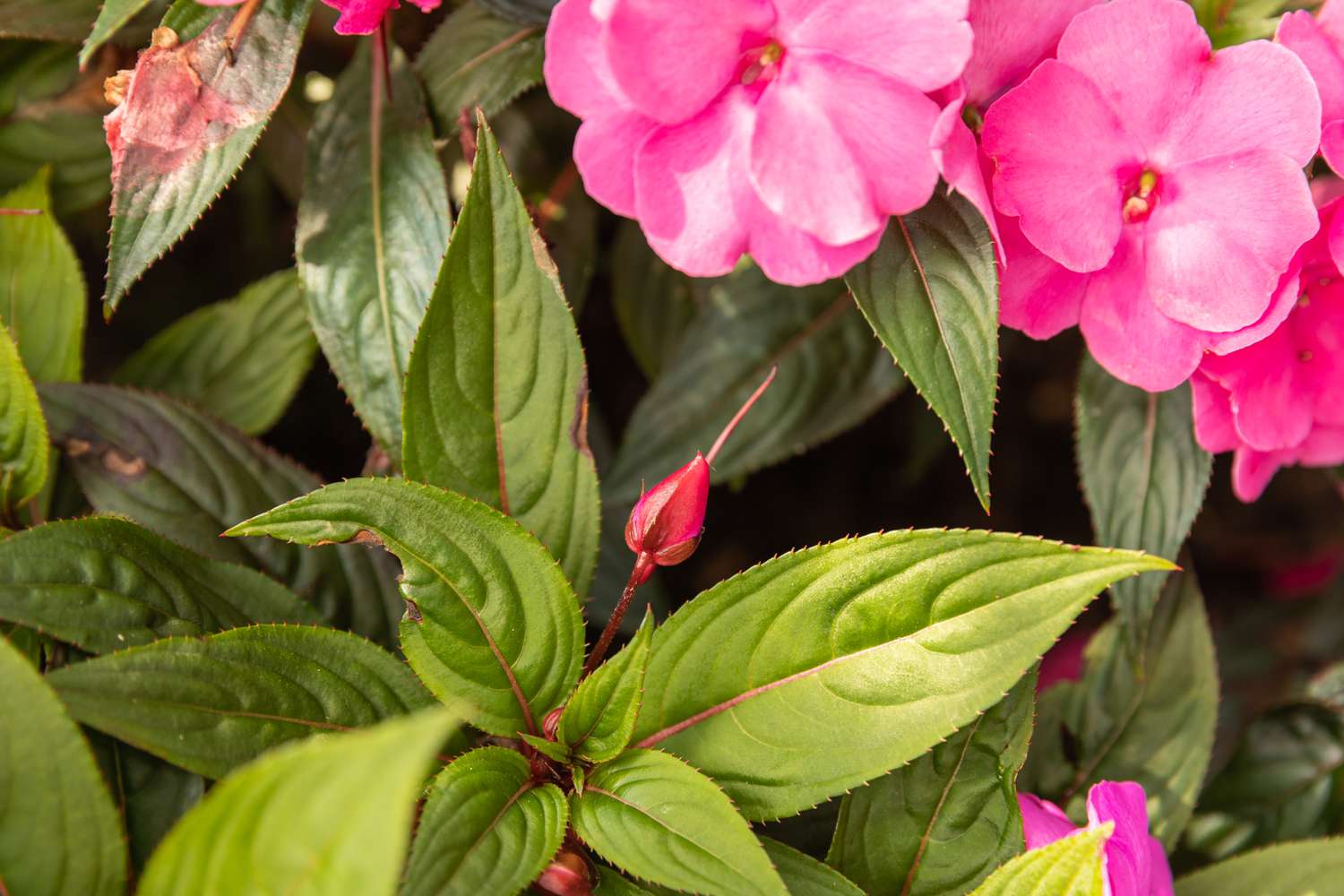 novo broto em um arbusto de impatiens da Nova Guiné