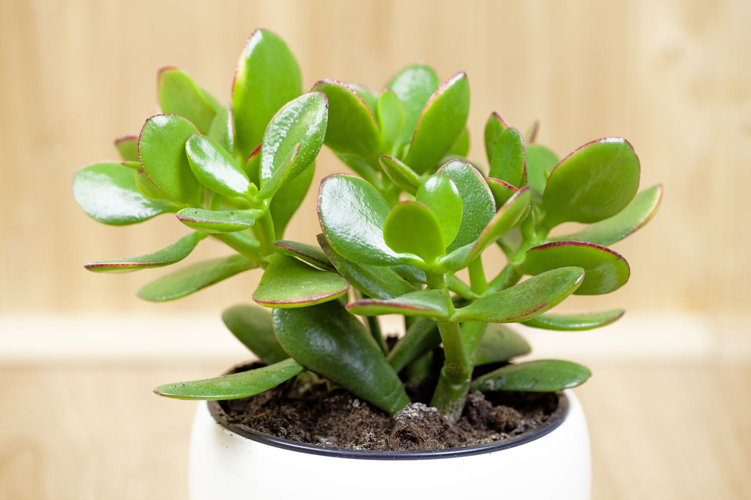 Jadepflanze, Glückspflanze, Geldpflanze oder Geldbaum, (Crassula ovata)