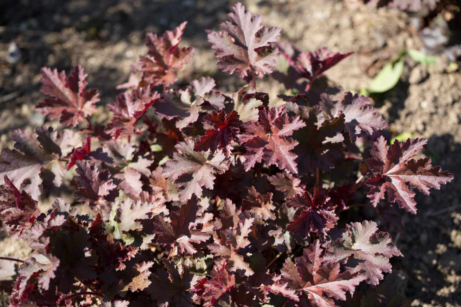 heuchera chocolate ruffles