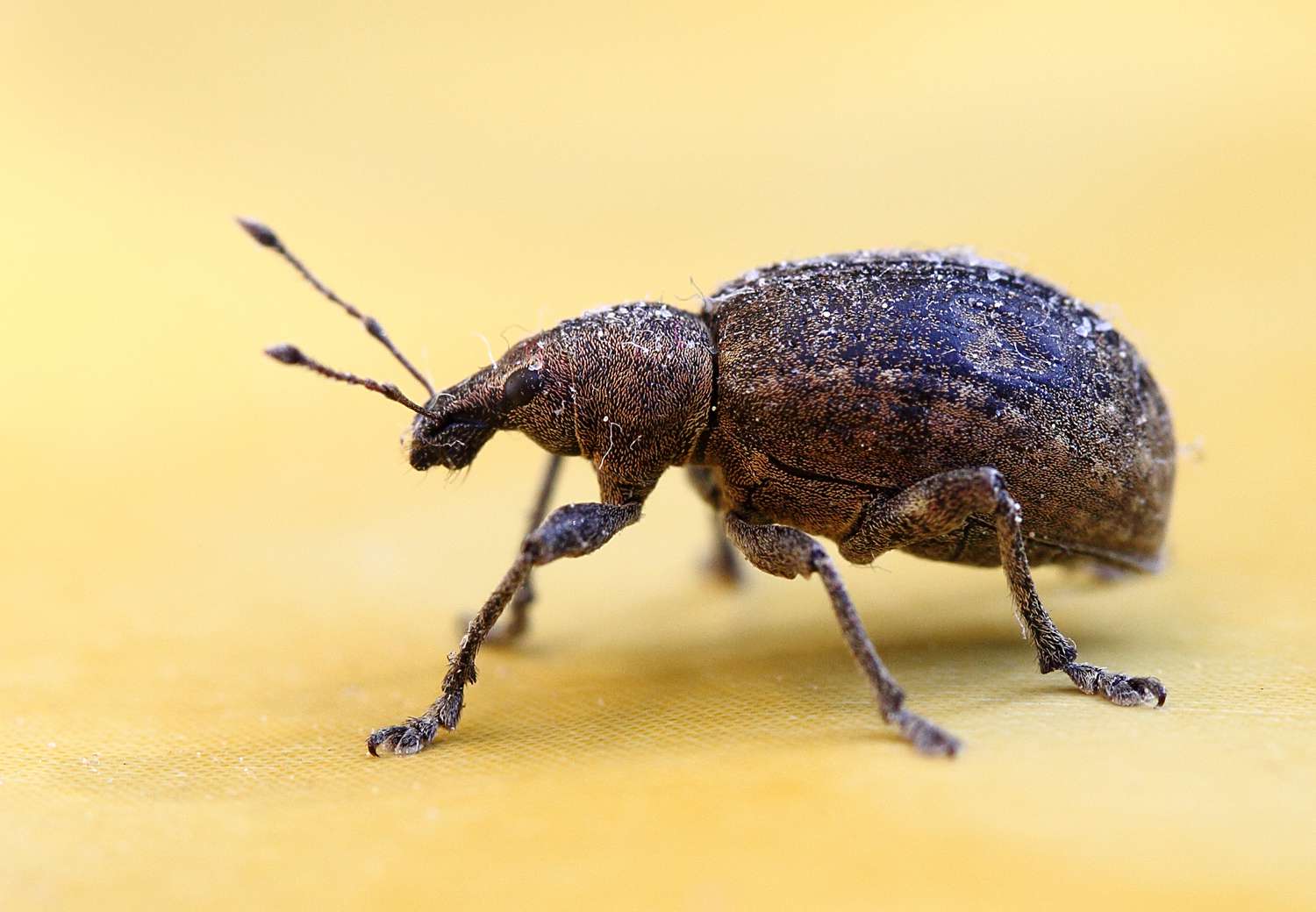 Como se livrar de gorgulhos em despensas e armários