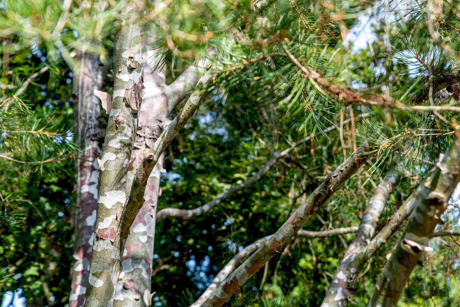 Anbau und Pflege von Lacebark Pine