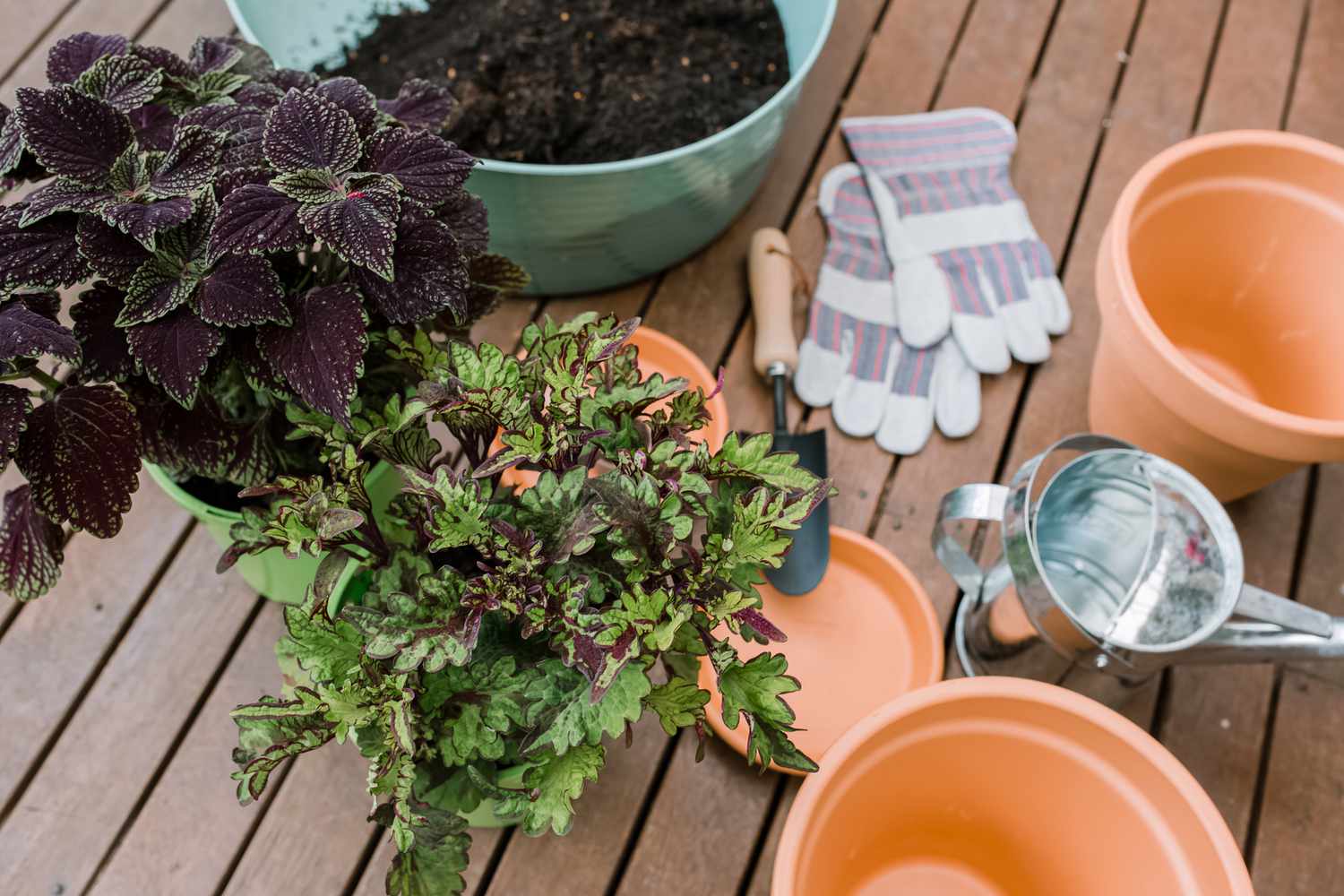 coleus being planted in containers