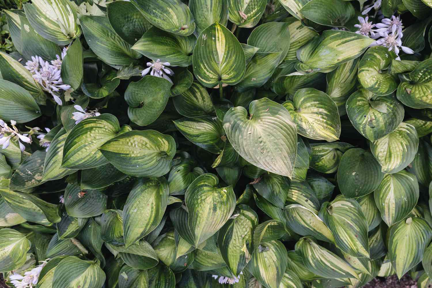 Japanese hosta