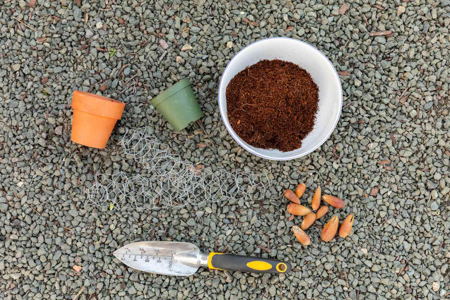 Materialien und Werkzeuge zum Pflanzen von Eicheln und Wachsen von Eichen