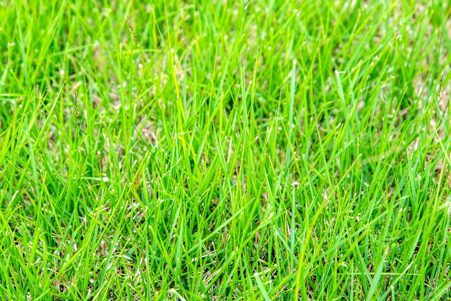 Zoysia-Gras mit dichten hellgrünen Halmen in Großaufnahme