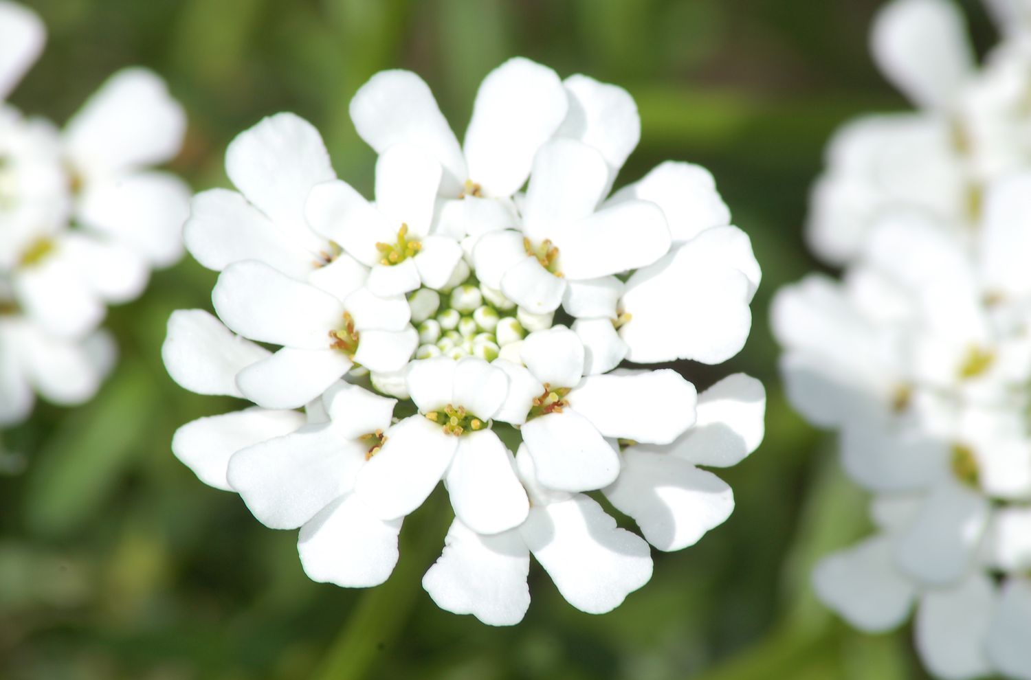 A flor de Candytuft (imagem) tem um padrão interessante de pétalas. É uma planta perene branca.