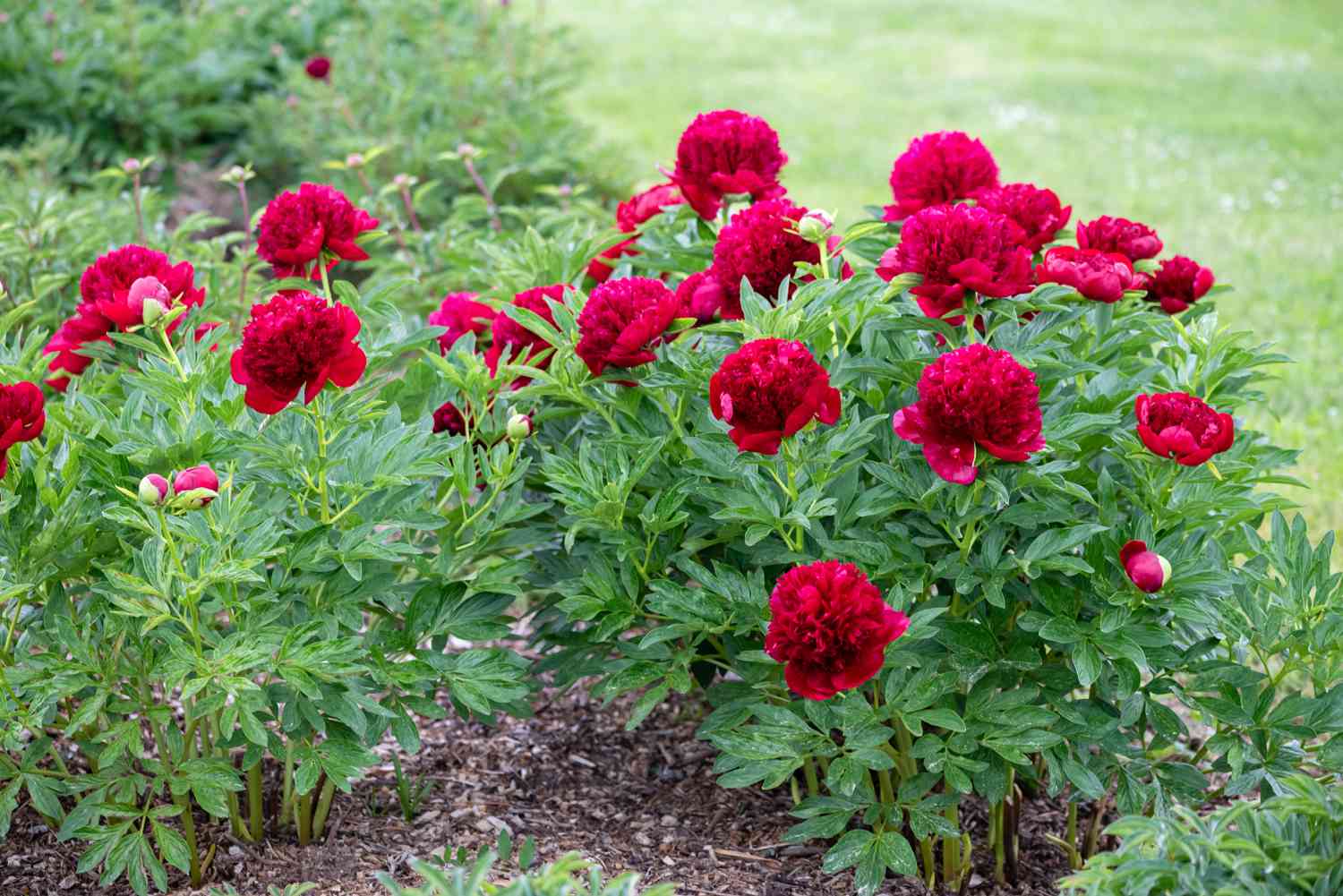 'Red Charm' Pfingstrosenbüsche mit großen roten und gekräuselten Blüten und Knospen