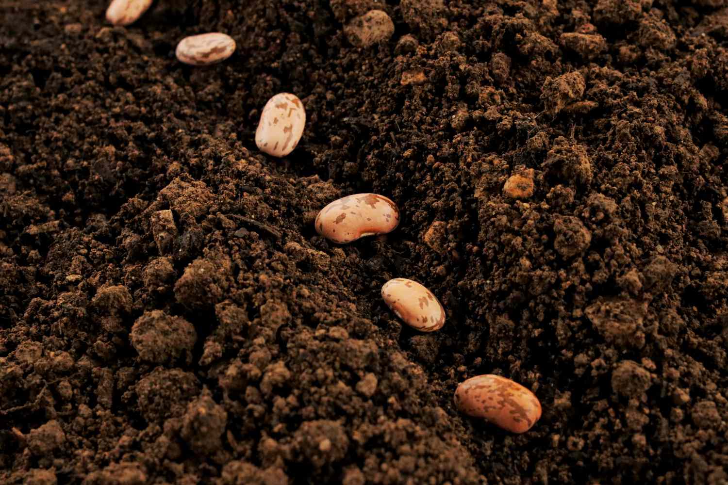 Spacing the bean seeds in the soil