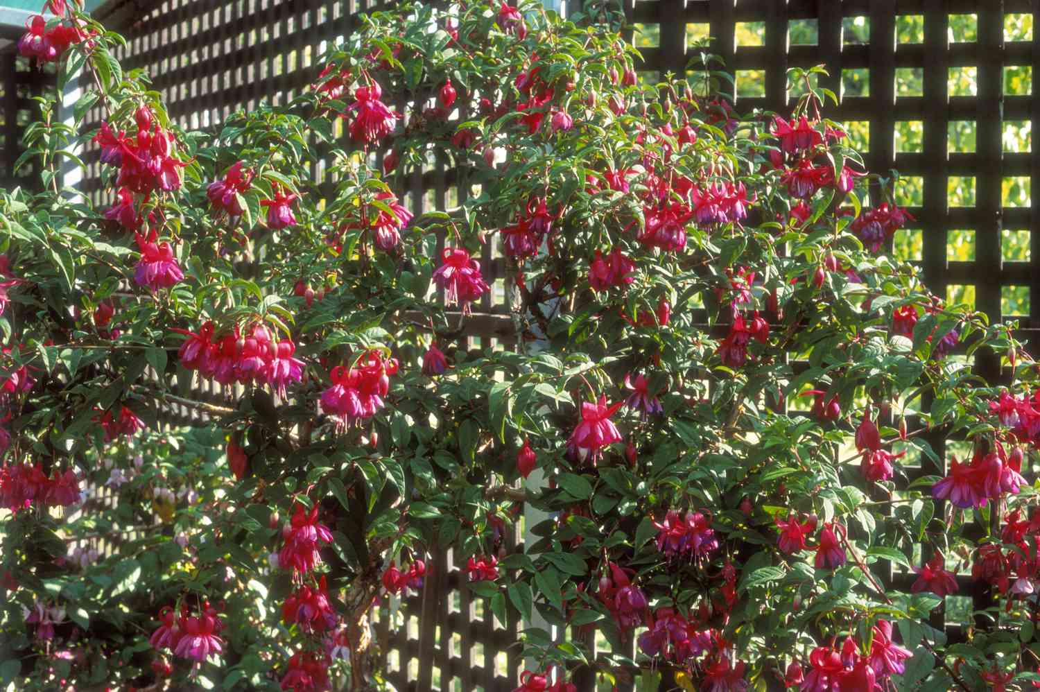 Fuchsia Flowers on trellis 