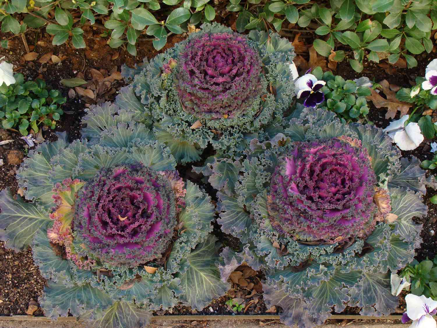 'Rose Bouquet' ornamental cabbage with pink centers