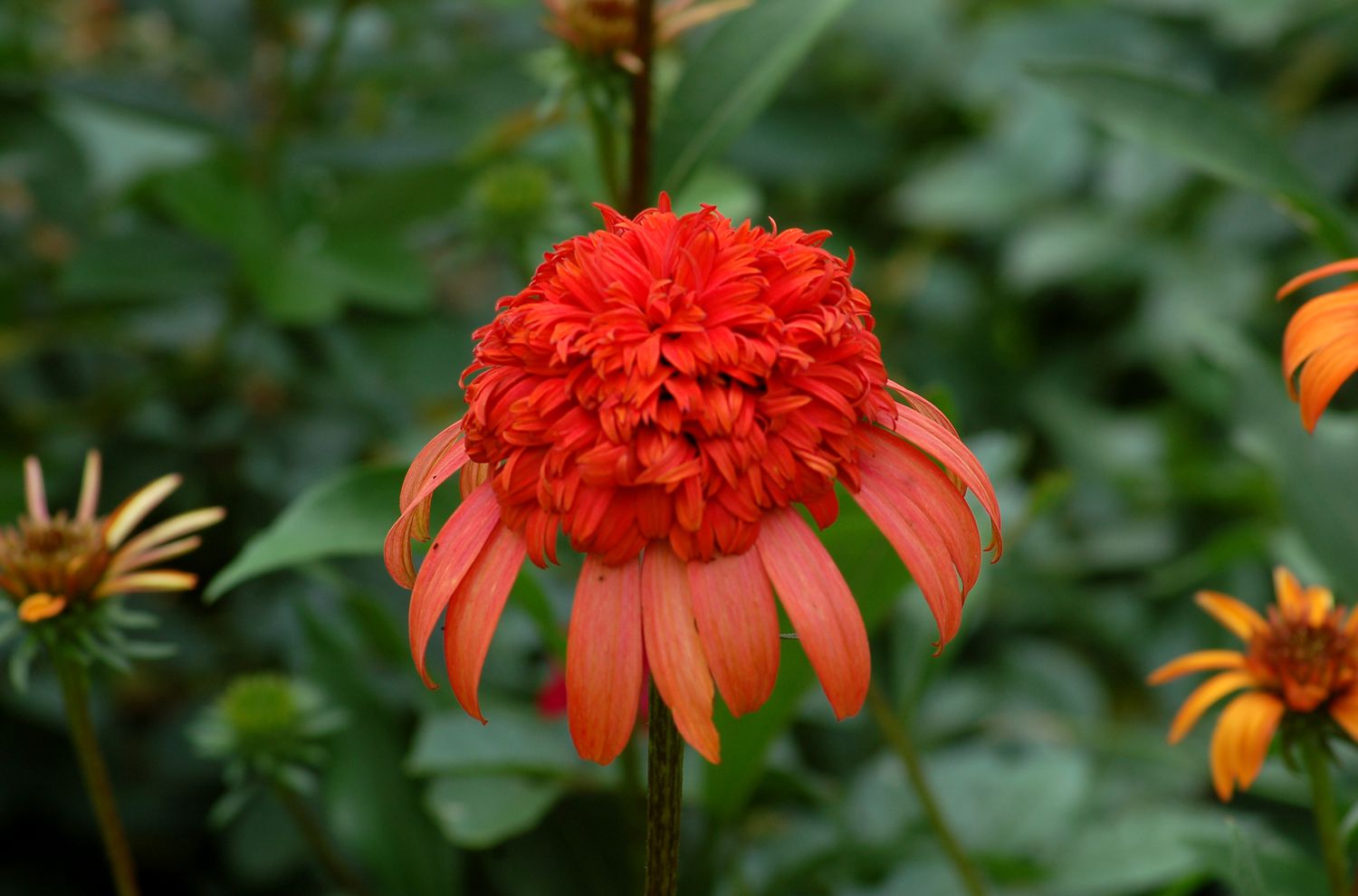 'Secret Lust' Sonnenhutblüte