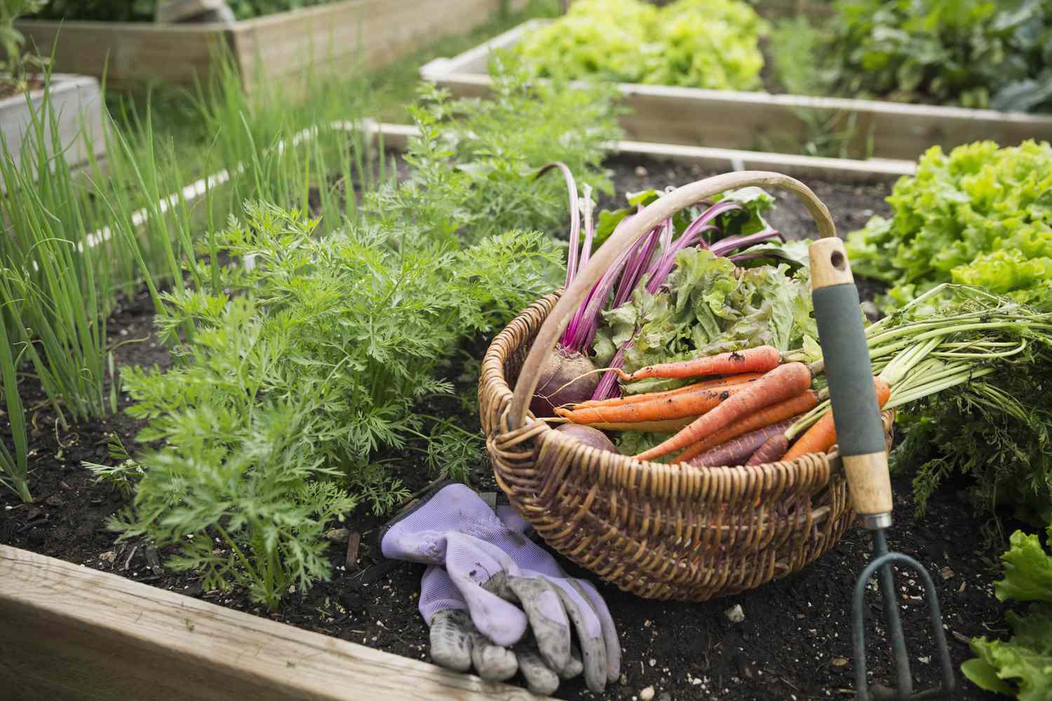 Geerntetes Gemüse, Gartenhandschuhe und Handgrubber im Garten