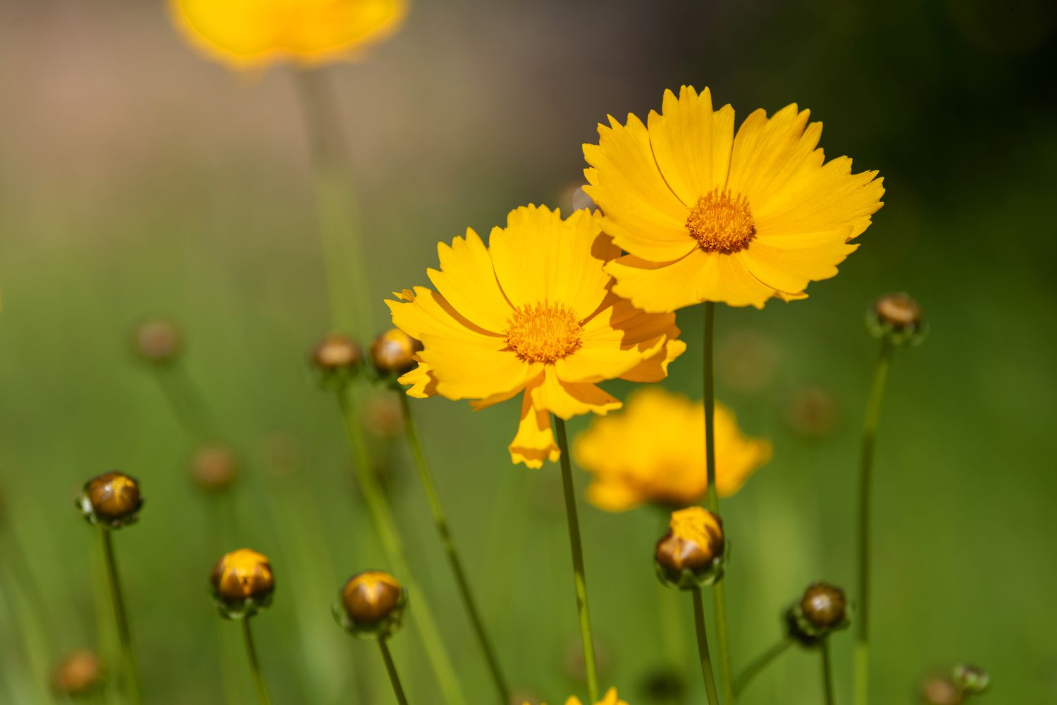 Planta Coreopsis com pequenas flores e botões amarelos semelhantes a margaridas