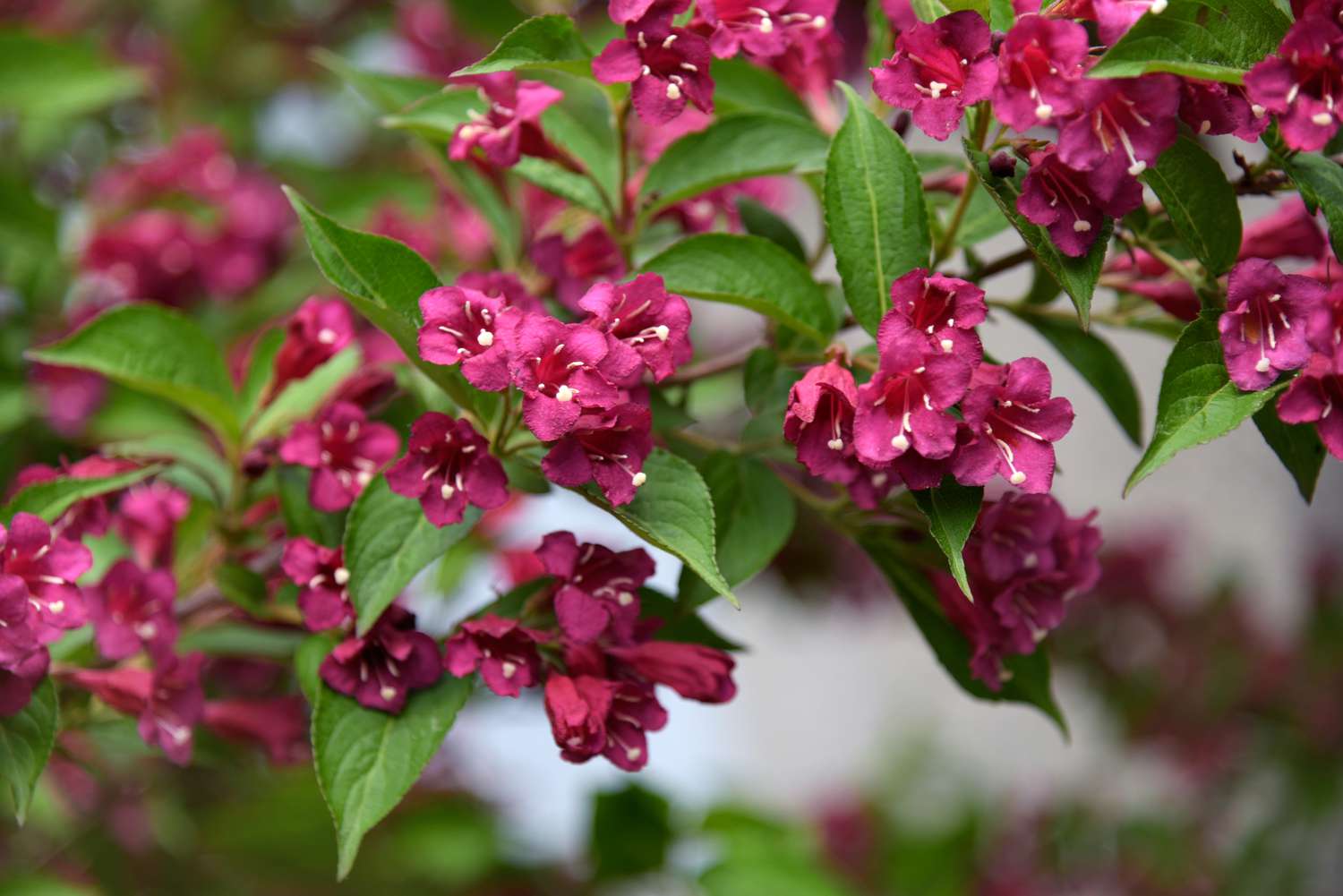 Weigela-Pflanze mit tiefrosa Blüten, die Kolibris anziehen
