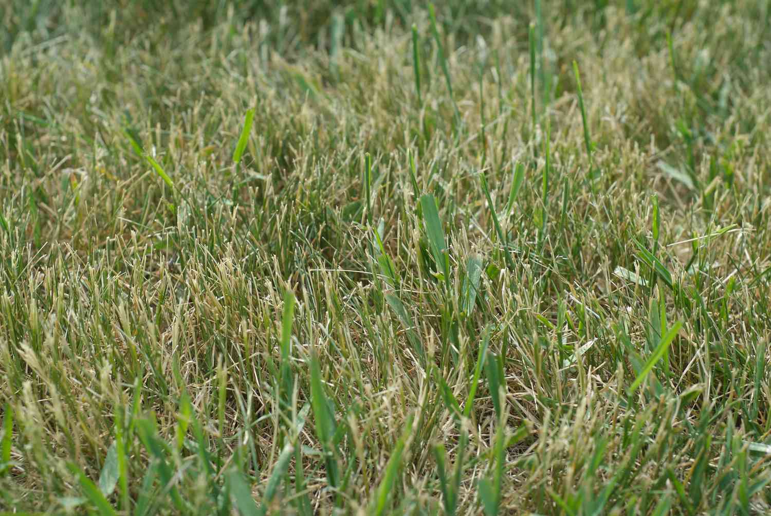 Wie Sie Ihren Rasen von Crabgrass befreien können