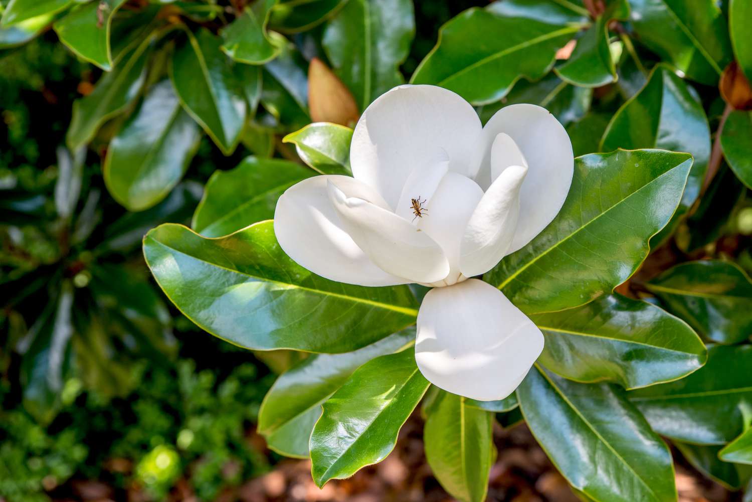 12 types populaires d’arbres et d’arbustes Magnolia