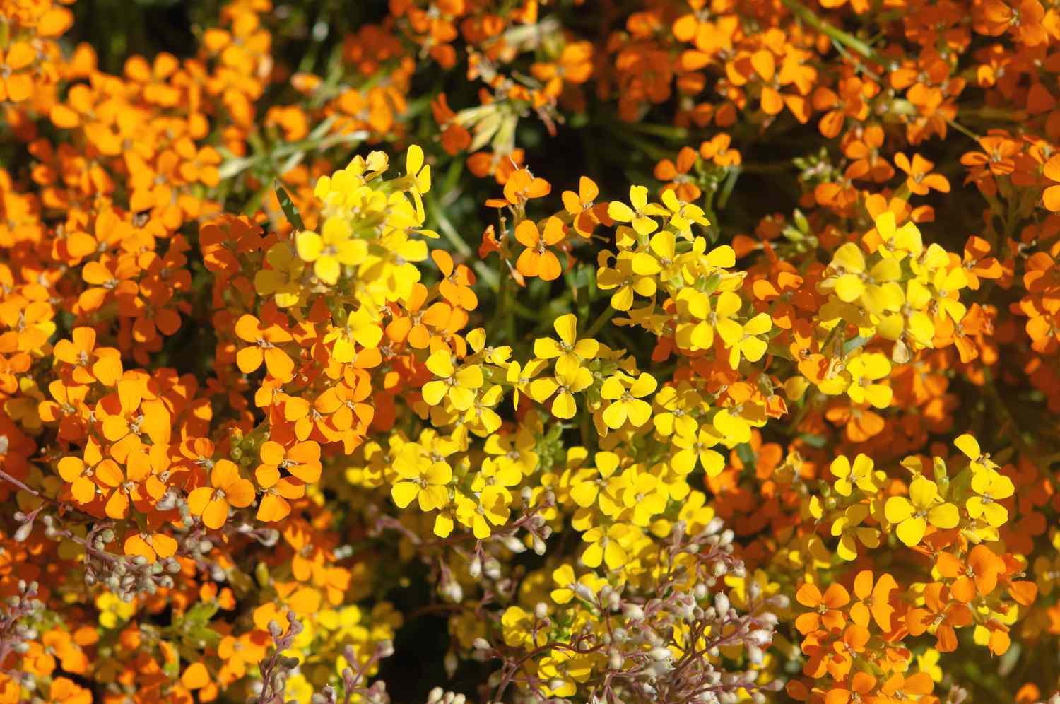 Planta de flor de parede dourada com flores amarelas e laranjas à luz do sol