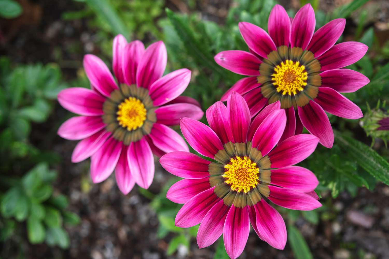 flores de gazania rosa