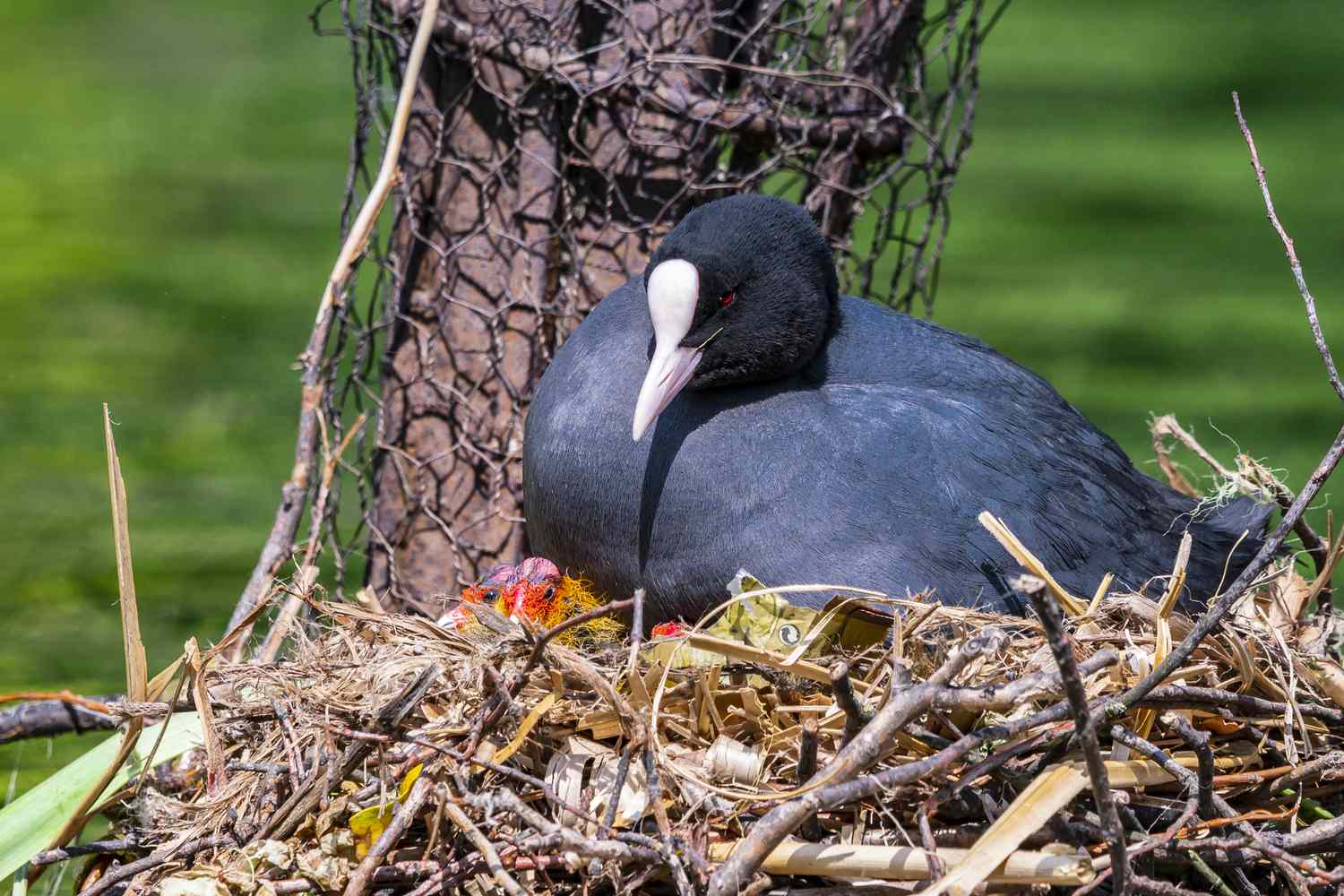 Cuándo está bien quitar nidos de pájaros?