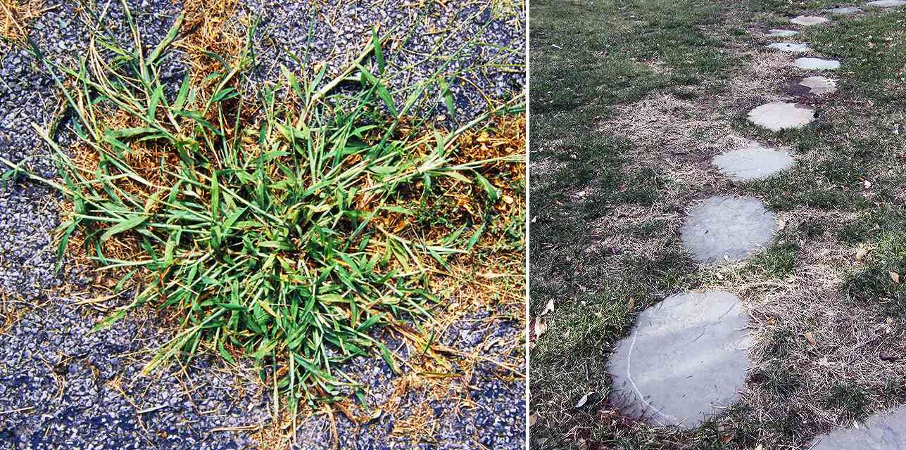 À esquerda, a grama-caranguejo brota em uma forma prostrada na primavera. Aqui, ela cresce onde as plantas do ano passado lançaram sementes. À direita, as lâminas de crabgrass mortas suavizam a aparência desse gramado no início do inverno.