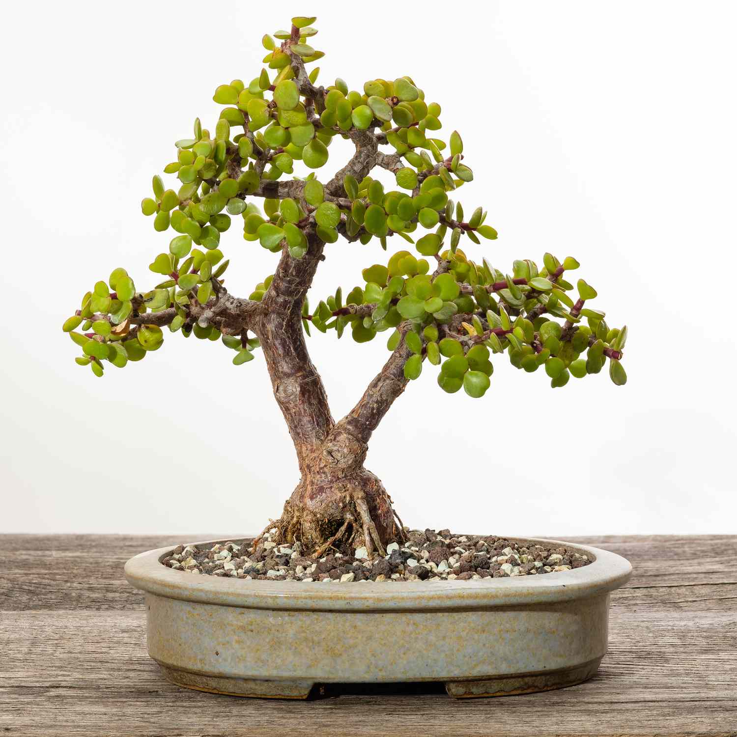 Zwergjade als Bonsai gezogen