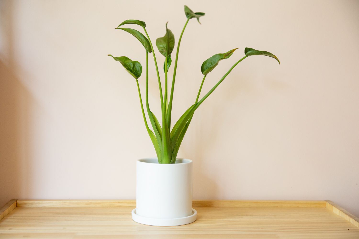 Alocasia tiny dancer plant with long stems and cup-shaped leaves in white pot