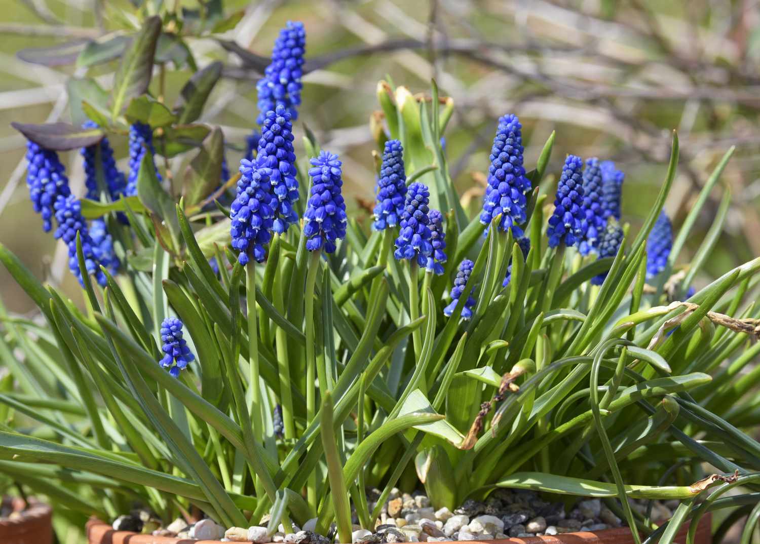 Traubenhyazinthenpflanze mit blauen glockenförmigen Blütenbüscheln, die von langen Blättern umgeben sind