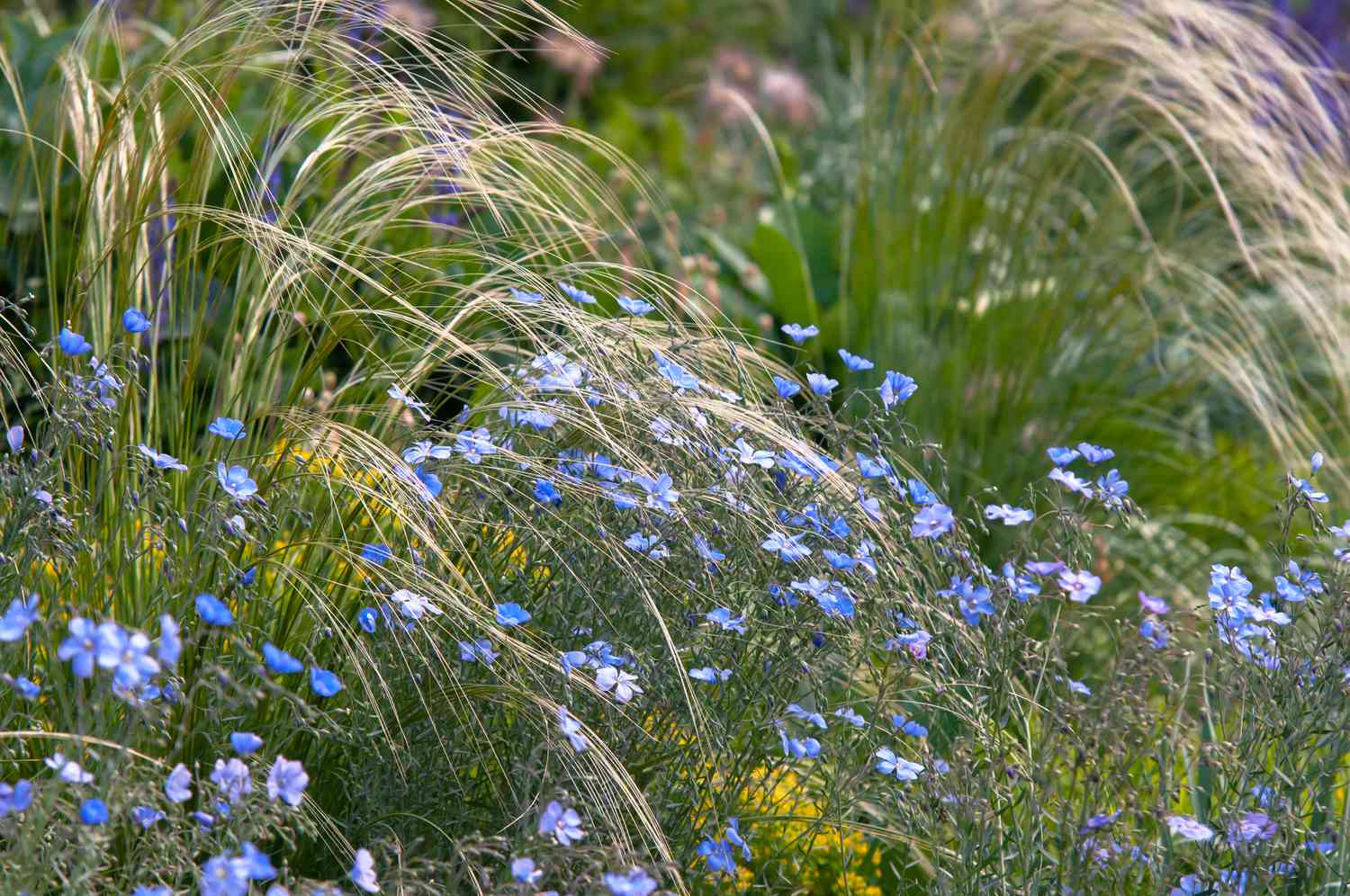 Flachsblüten mit blauen Blütenblättern in Sträuchern durch wehendes hohes Gras