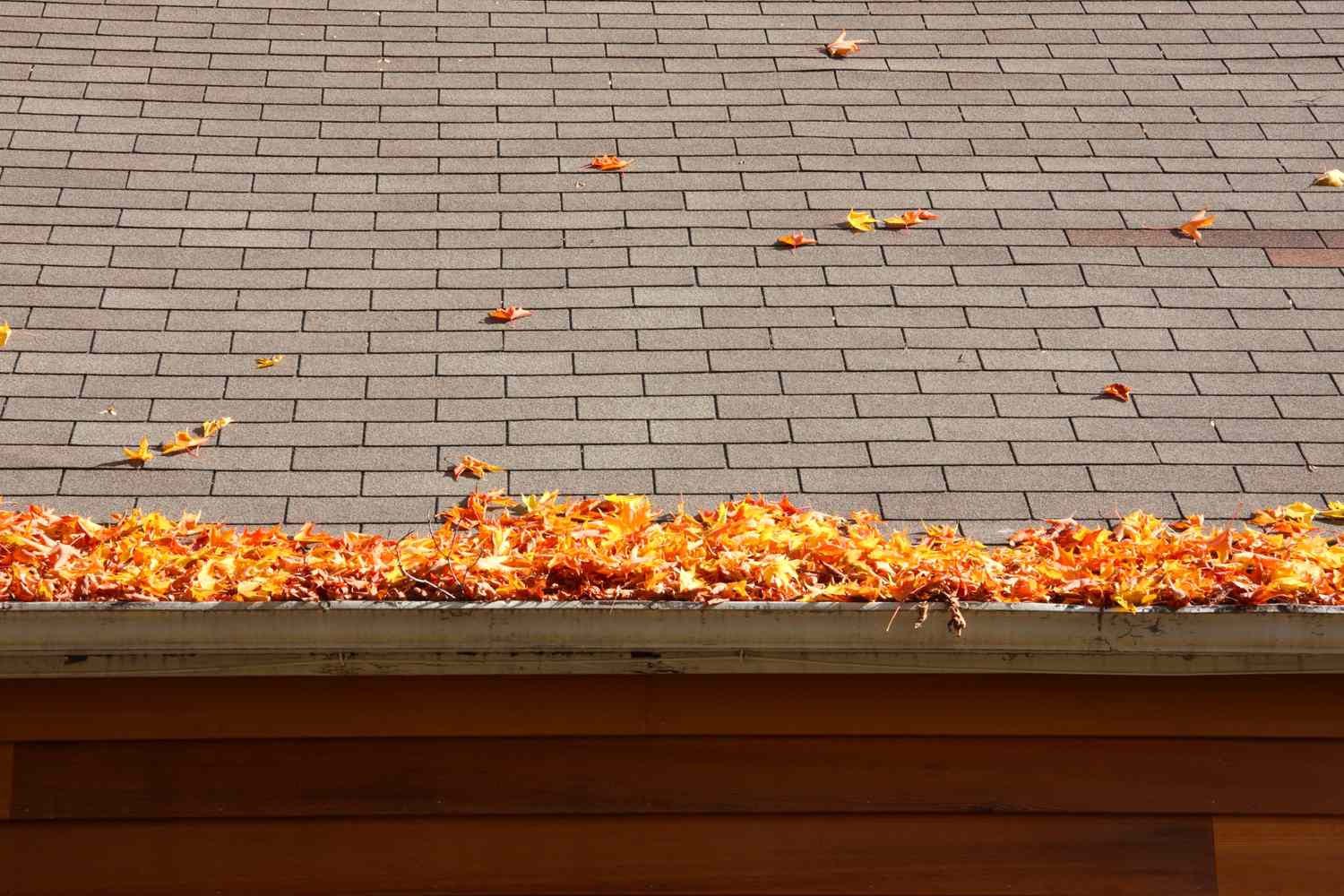 Blätter auf einem Dach