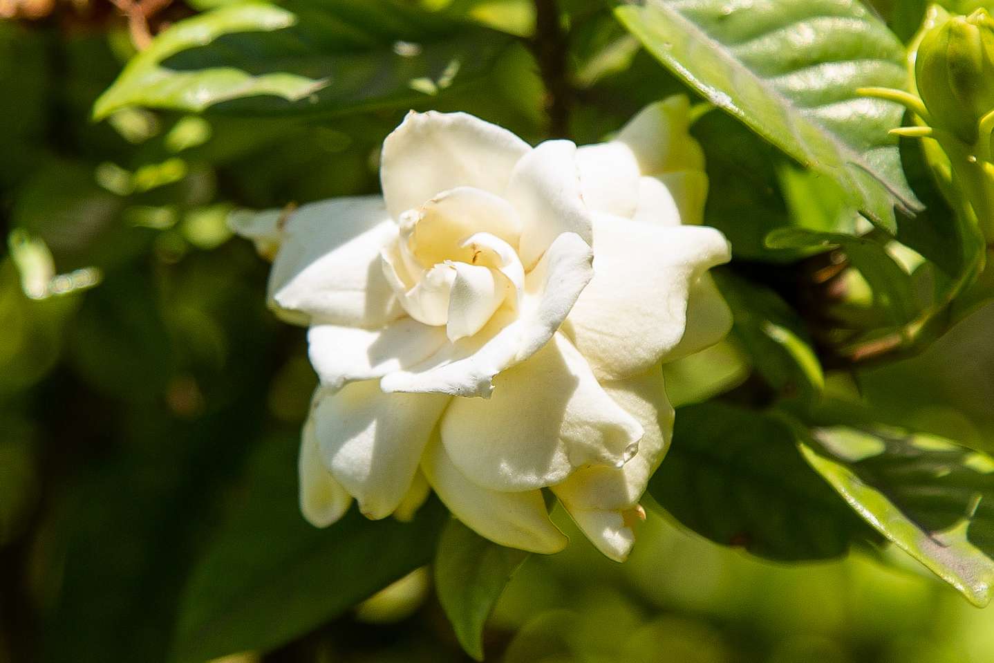 13 variedades populares de gardenia
