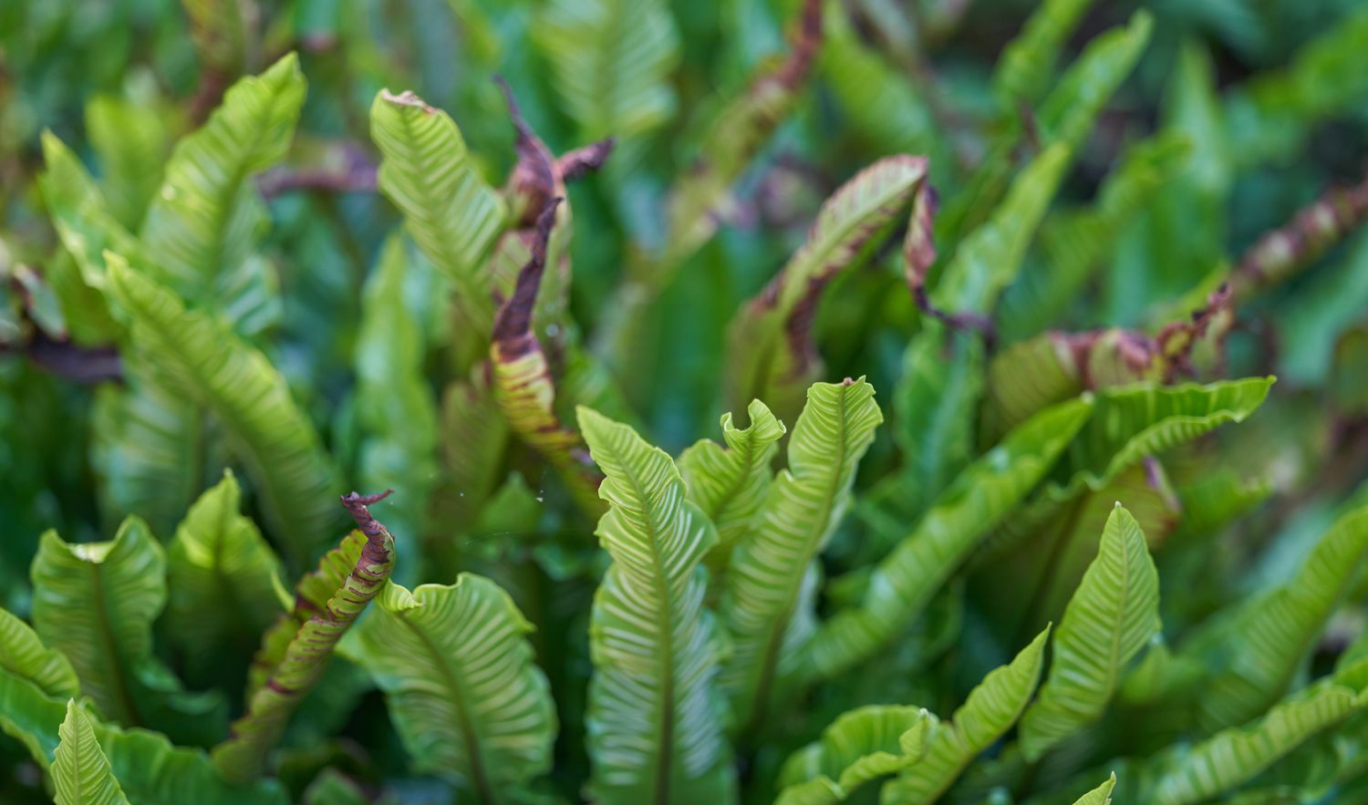 Hart's tongue fern close up