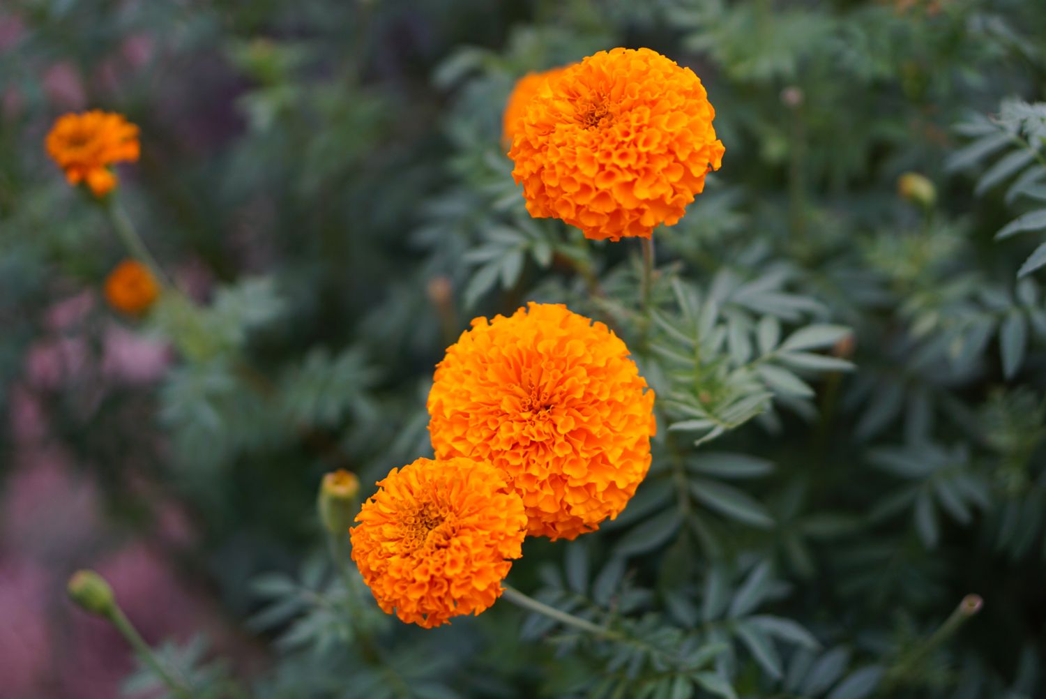 Caléndula mexicana con flores naranjas primer plano