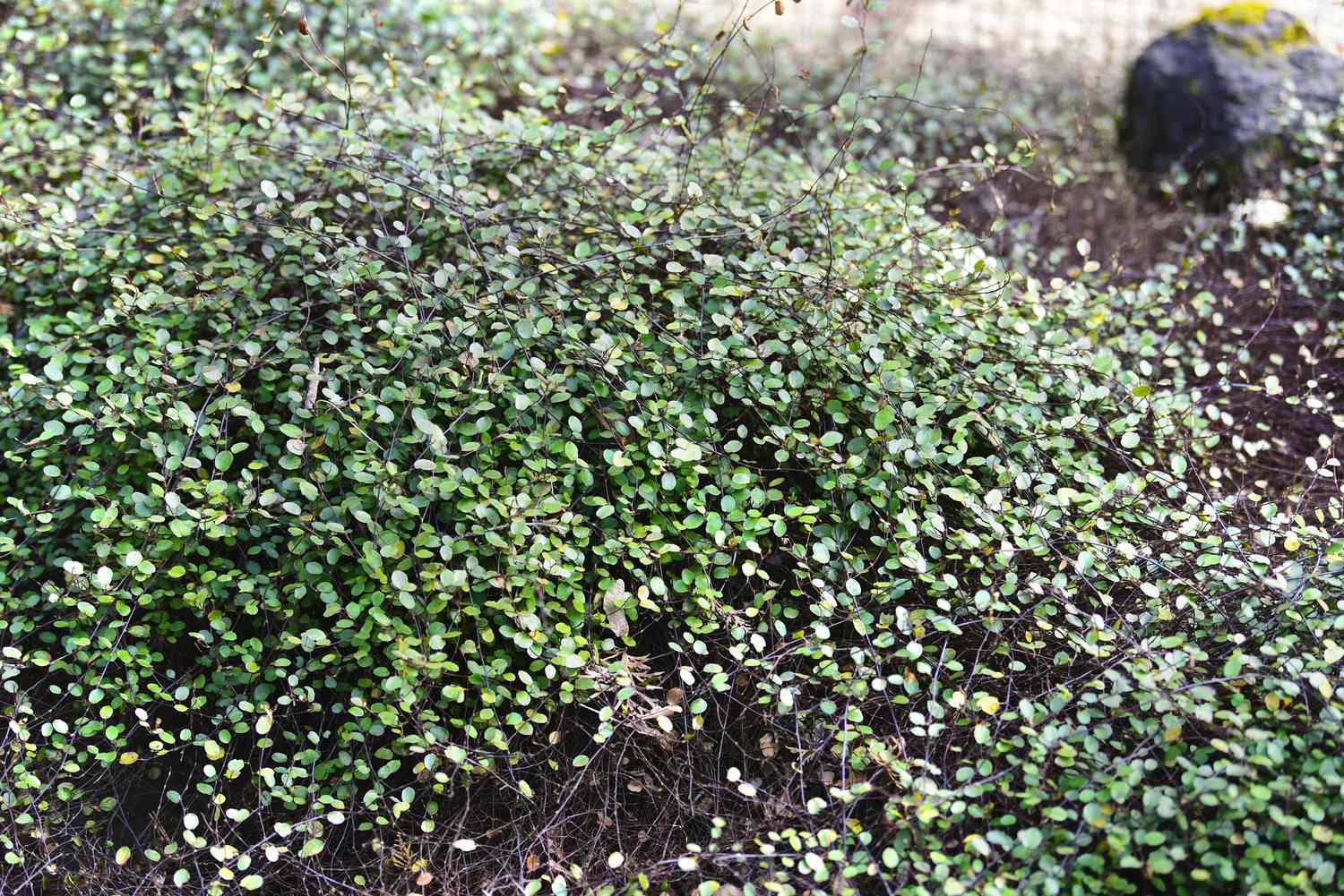 Creeping wine vine groundcover bunched in center 