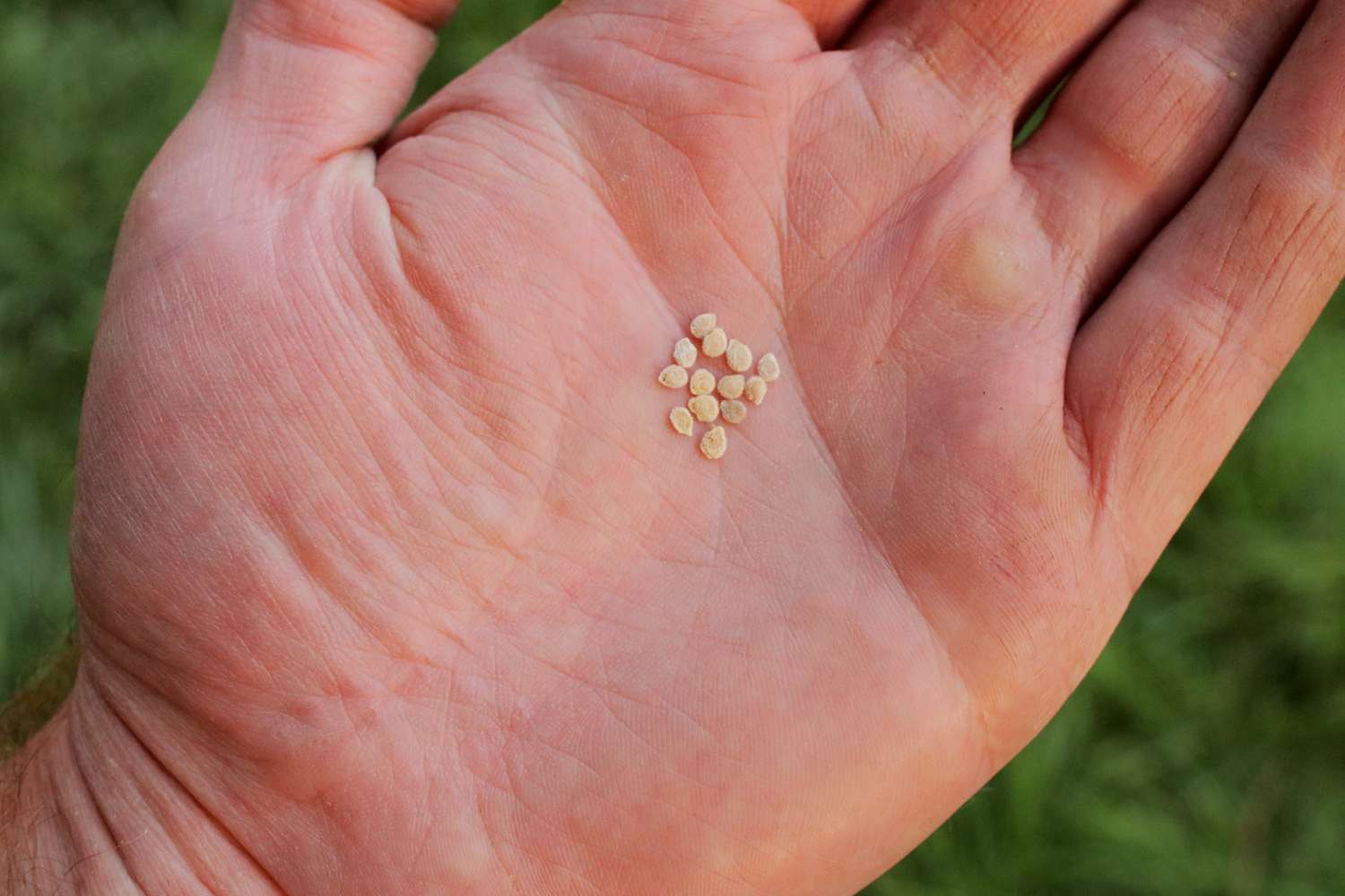 Early girl tomato seeds