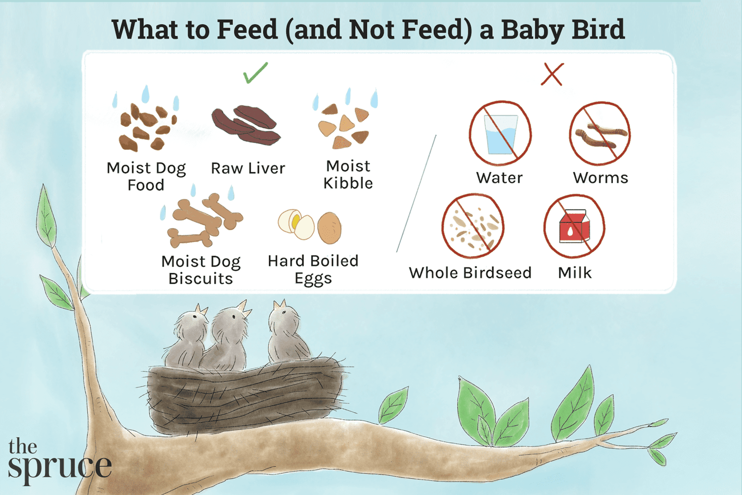 Was füttert man einem Vogeljungen?