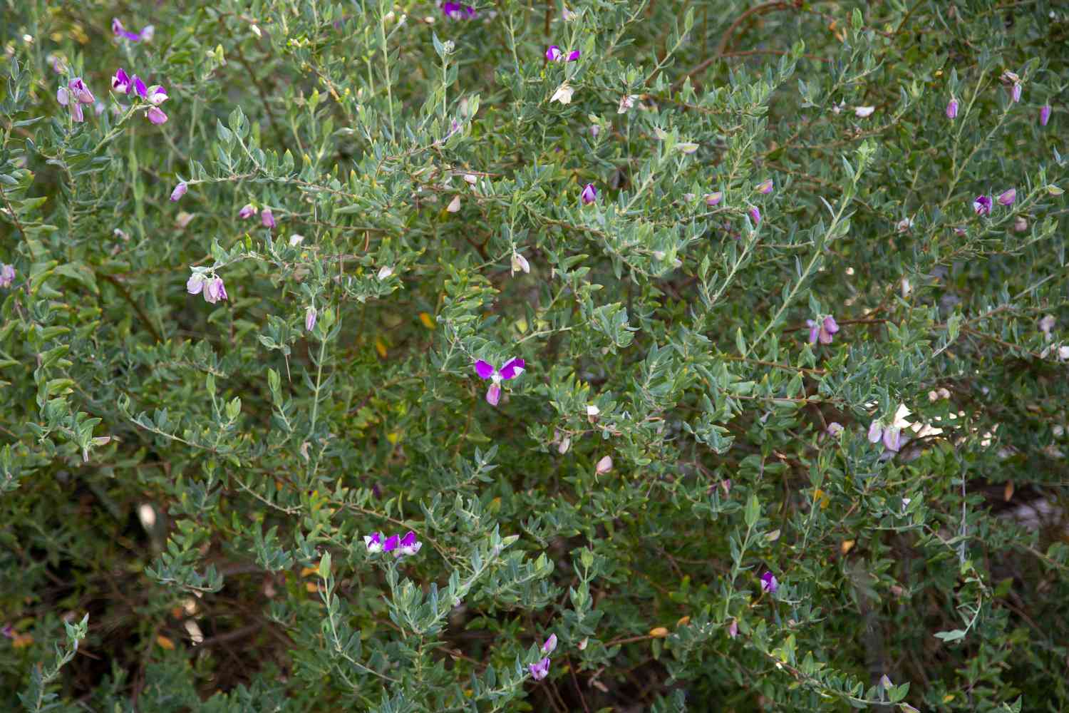 Schwitzender Erbsenstrauch mit langbeinigen Zweigen, die mit Blättern bedeckt sind, und violetten Blüten