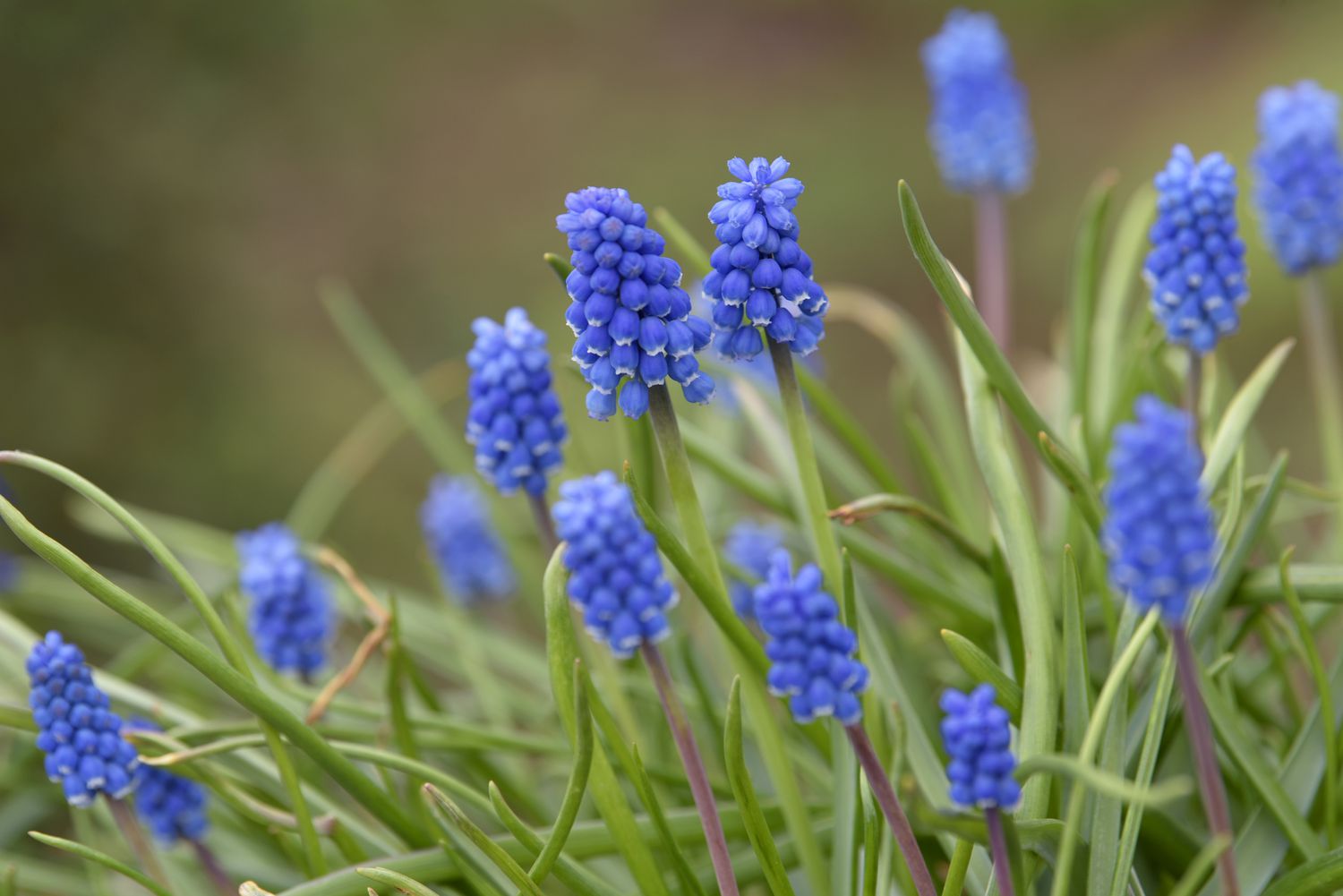 Traubenhyazinthenpflanze mit Büscheln winziger blauer Blüten an geknoteten Stielen