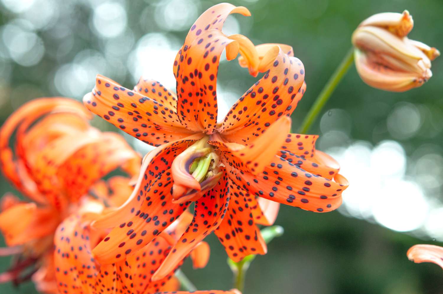 Doppelte Form der Tigerlilie mit schwarz gefleckten Blüten auf orangefarbenen Blütenblättern in Nahaufnahme