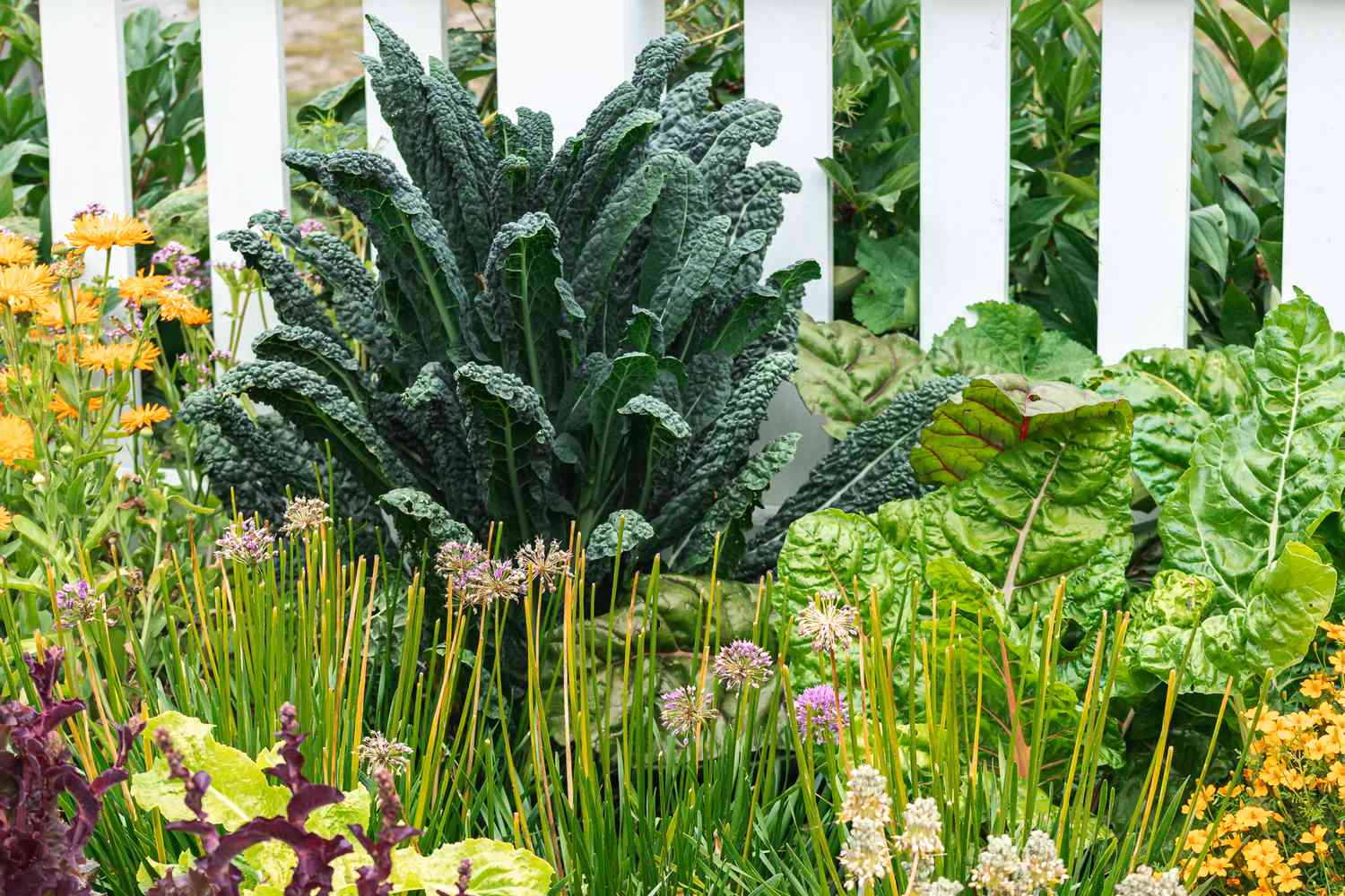 Las 9 verduras que crecen más rápido