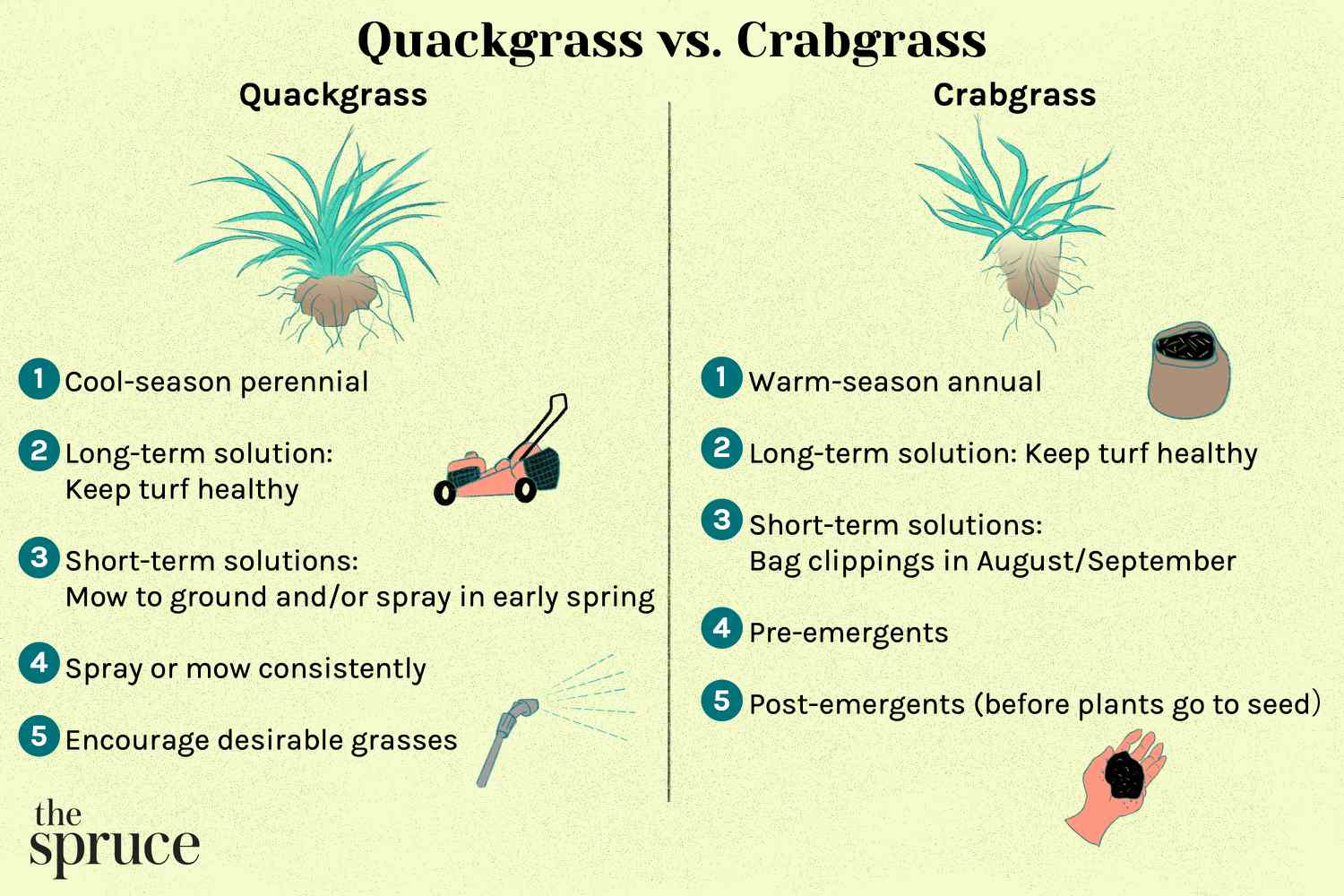 Quackgrass versus crabgrass