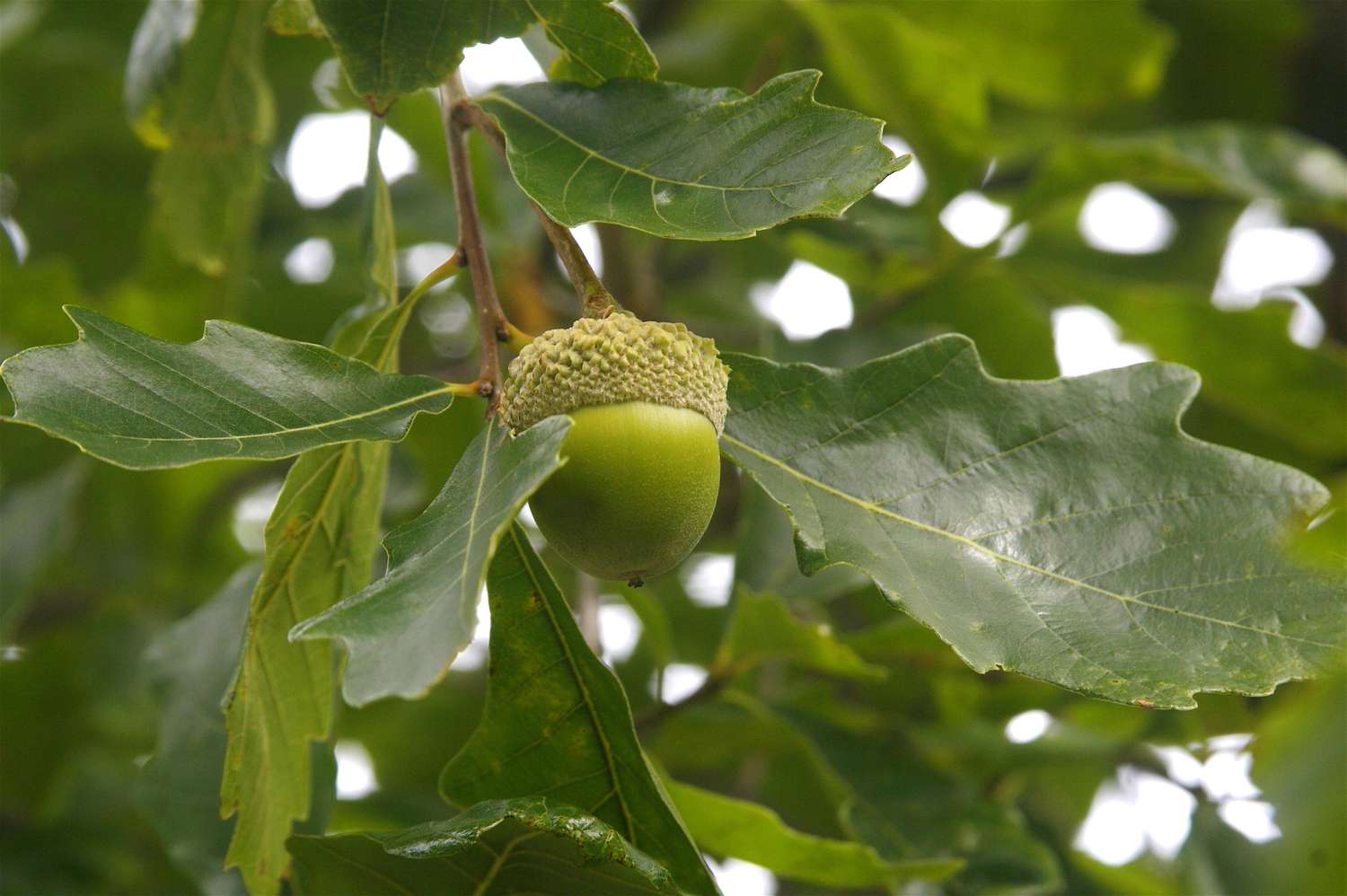 Chinkapin oak acorns