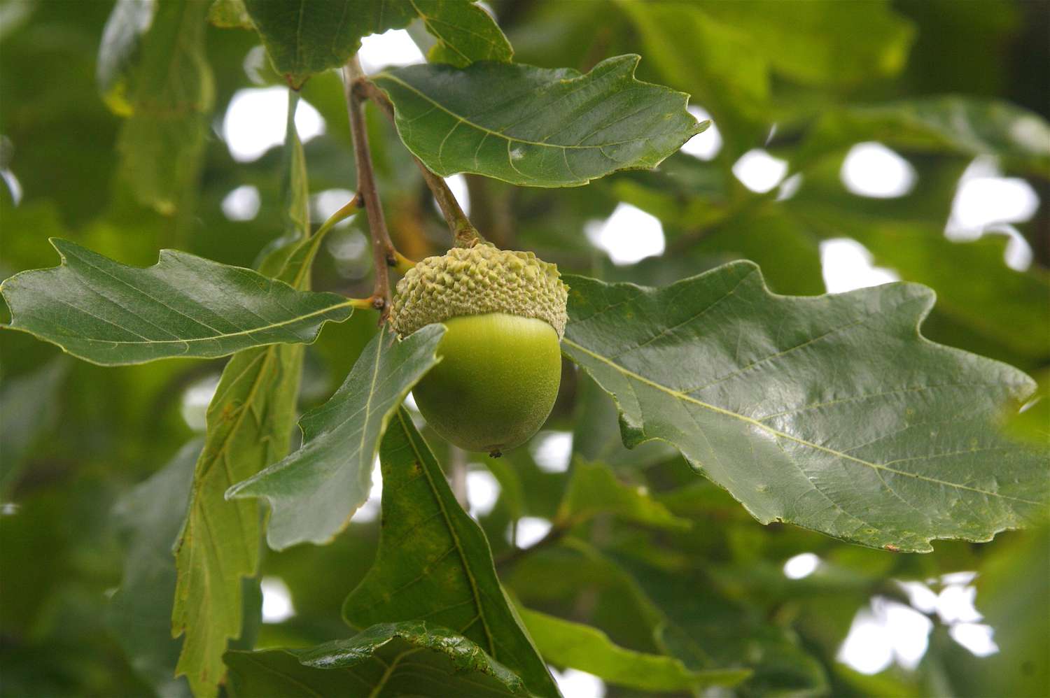 Bellotas de roble Chinkapin