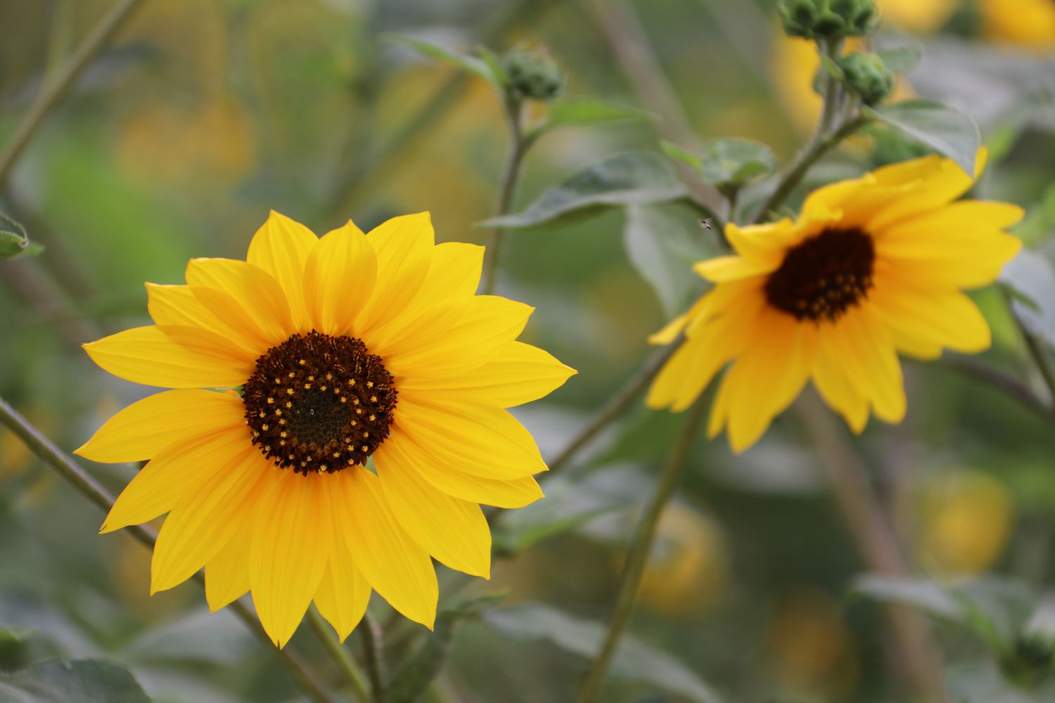 Girasoles con grandes centros de color marrón oscuro