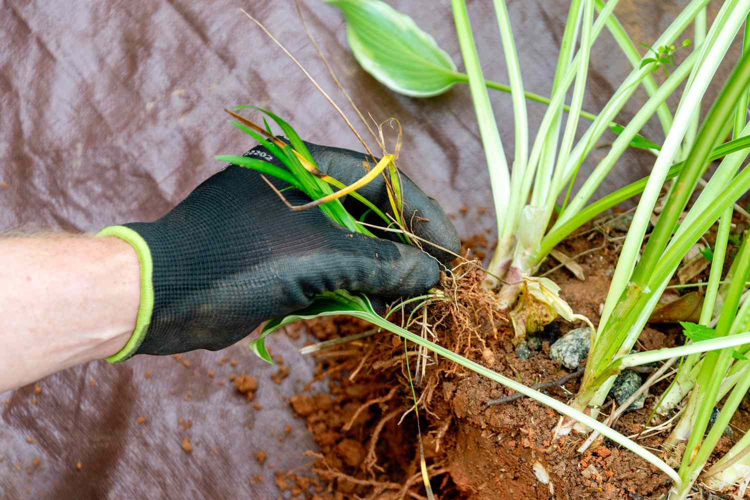 Quitando malas hierbas de un macizo de hostas.